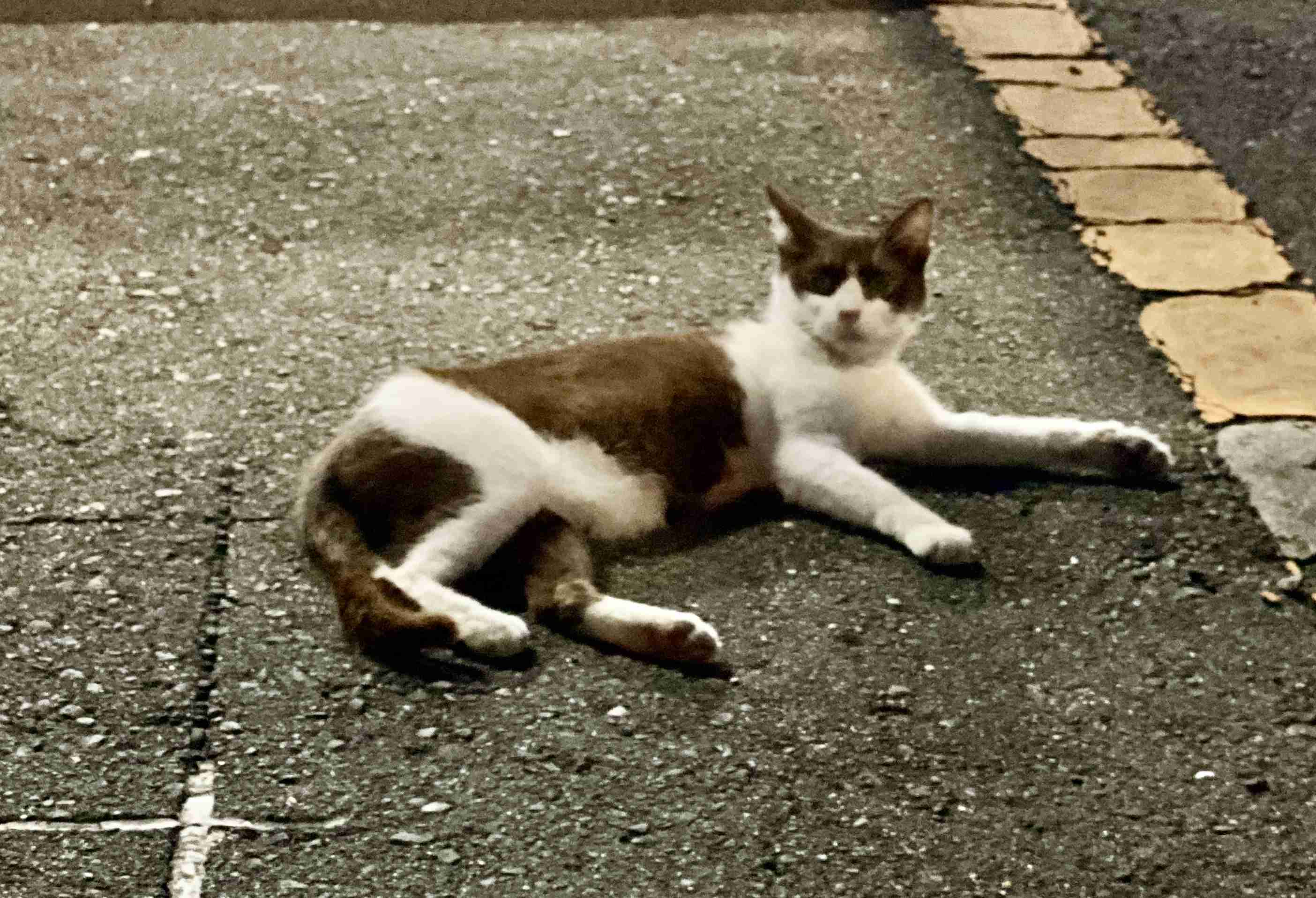 がるちゃん猫カフェ53号店 開店しました♪（初めての方も大歓迎!!）