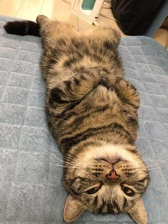 がるちゃん猫カフェ53号店 開店しました♪（初めての方も大歓迎!!）