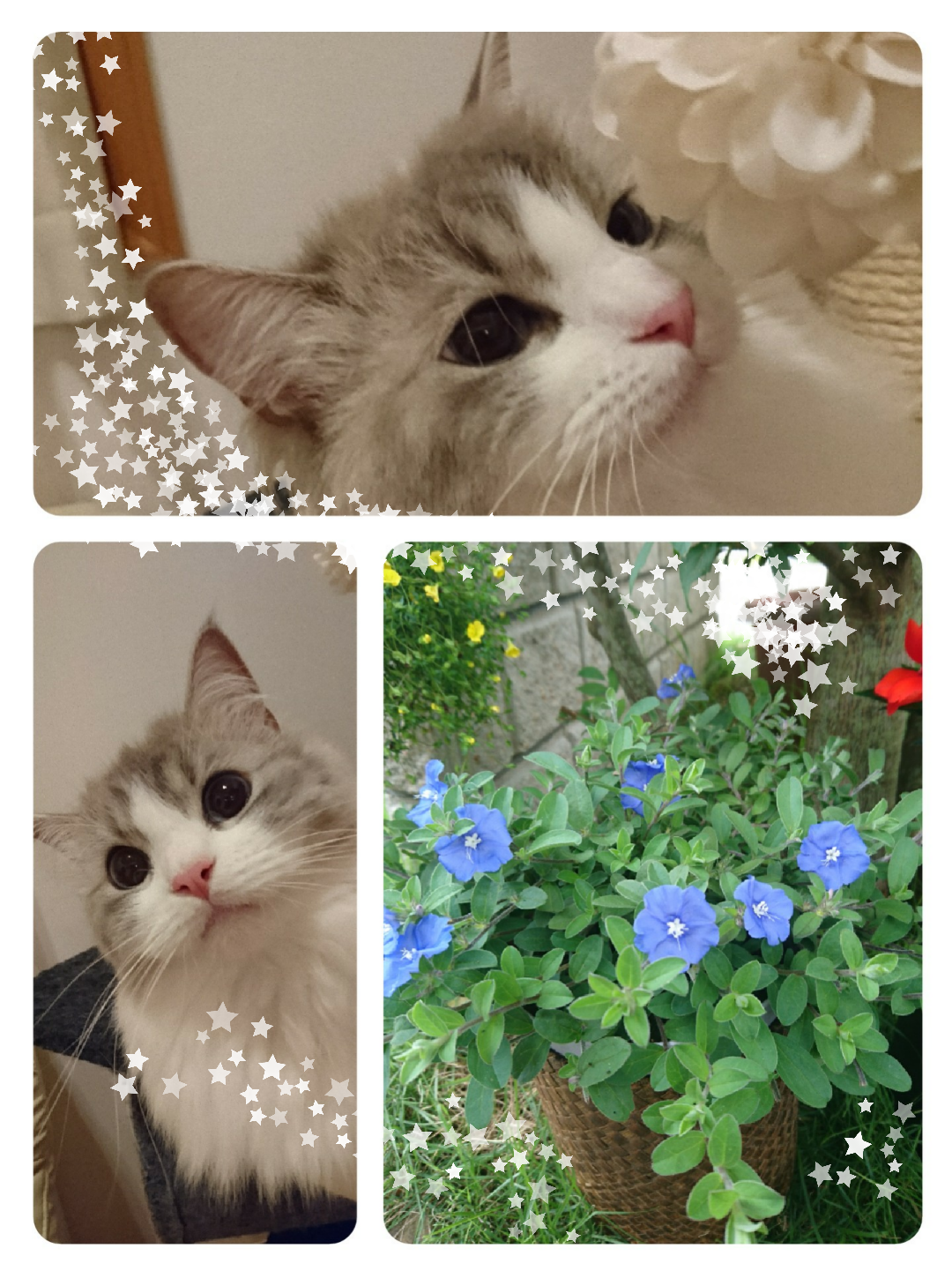 がるちゃん猫カフェ53号店 開店しました♪（初めての方も大歓迎!!）