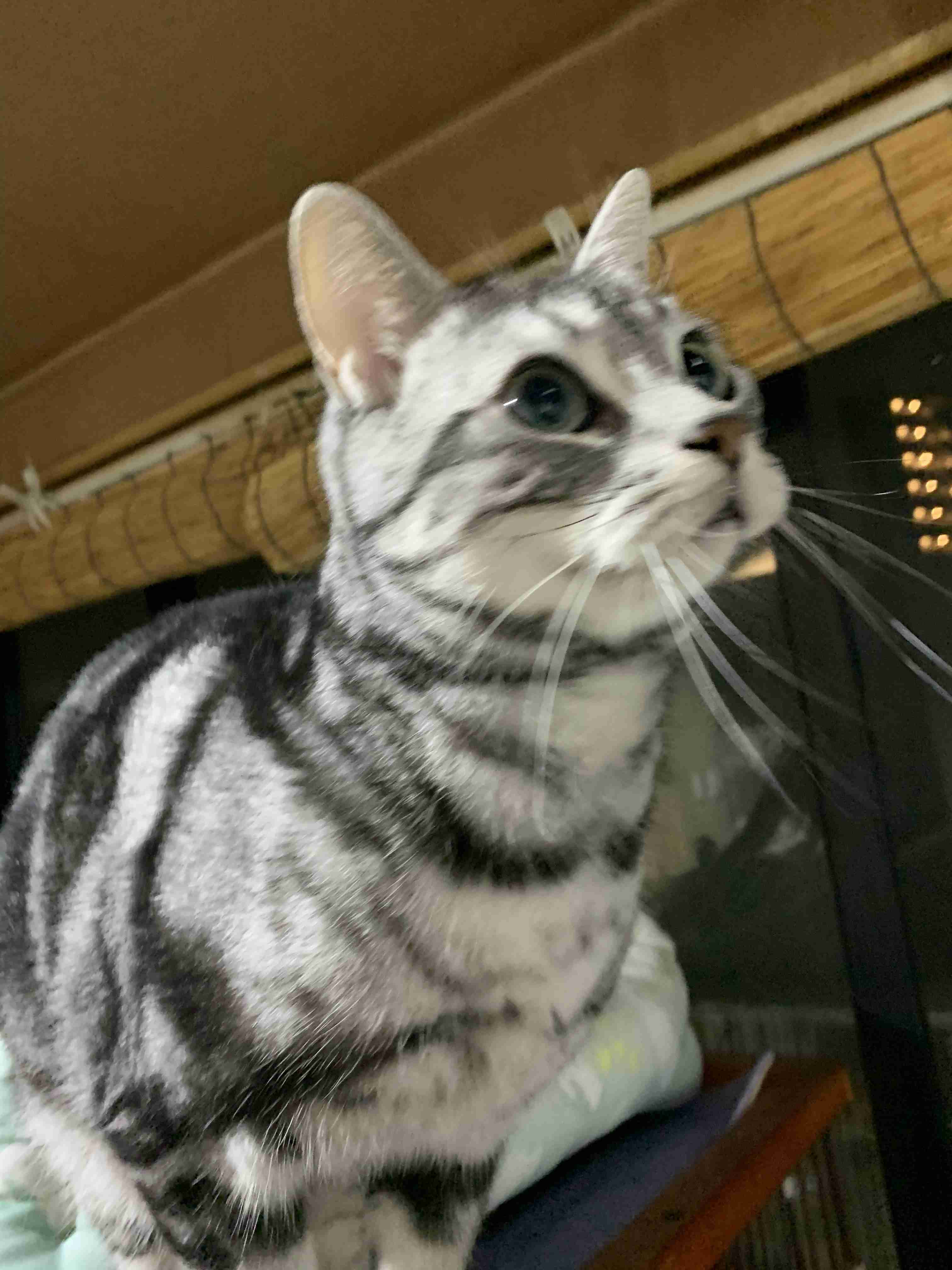 がるちゃん猫カフェ53号店 開店しました♪（初めての方も大歓迎!!）