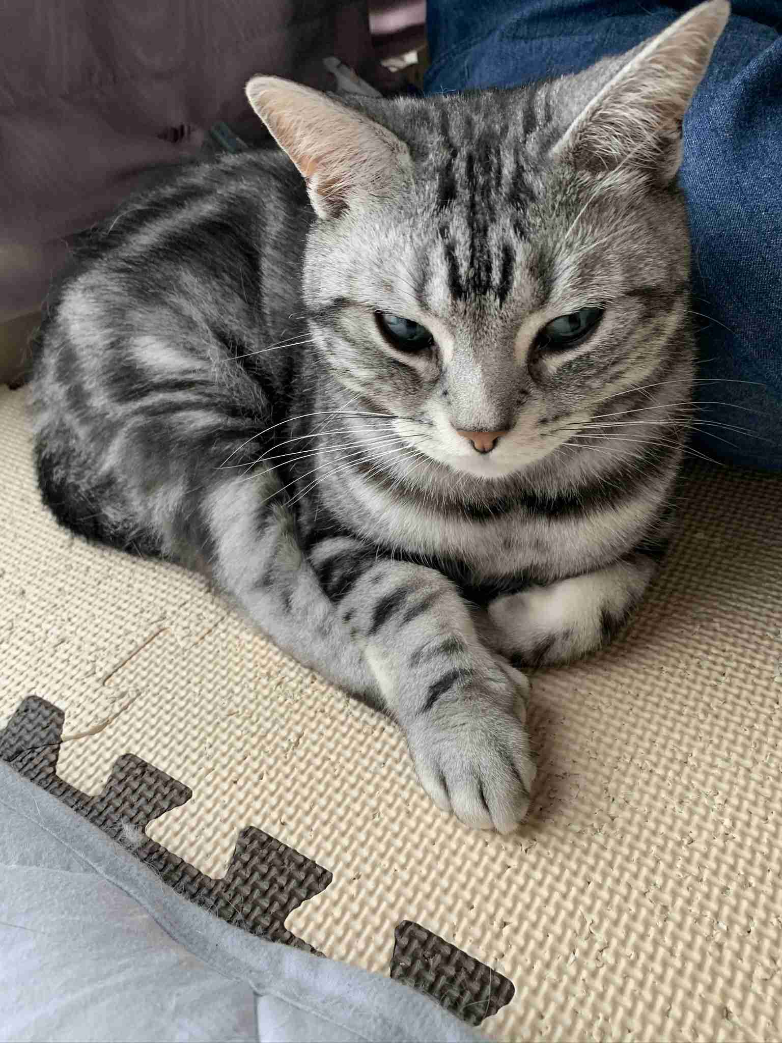 がるちゃん猫カフェ53号店 開店しました♪（初めての方も大歓迎!!）