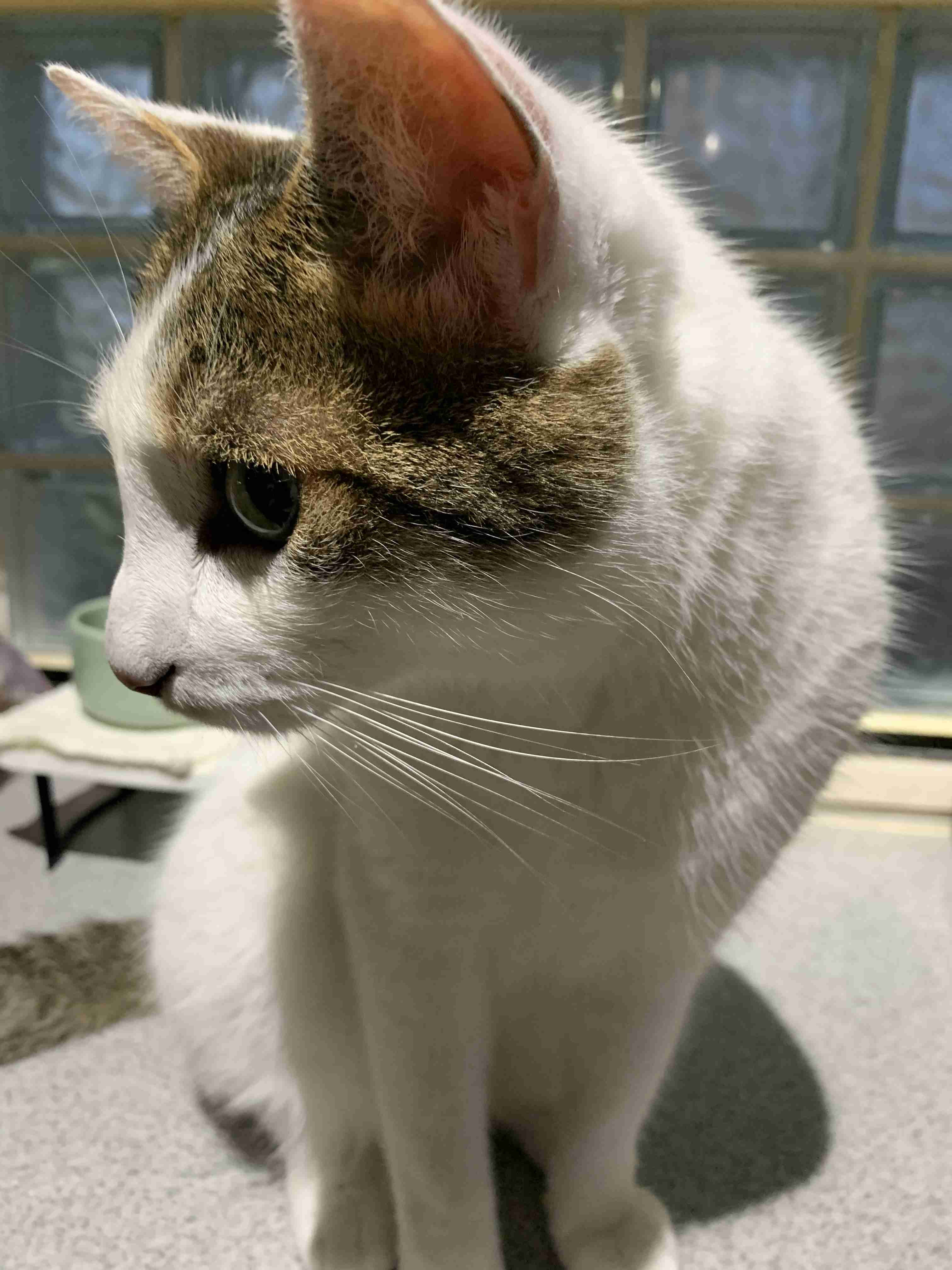 がるちゃん猫カフェ53号店 開店しました♪（初めての方も大歓迎!!）