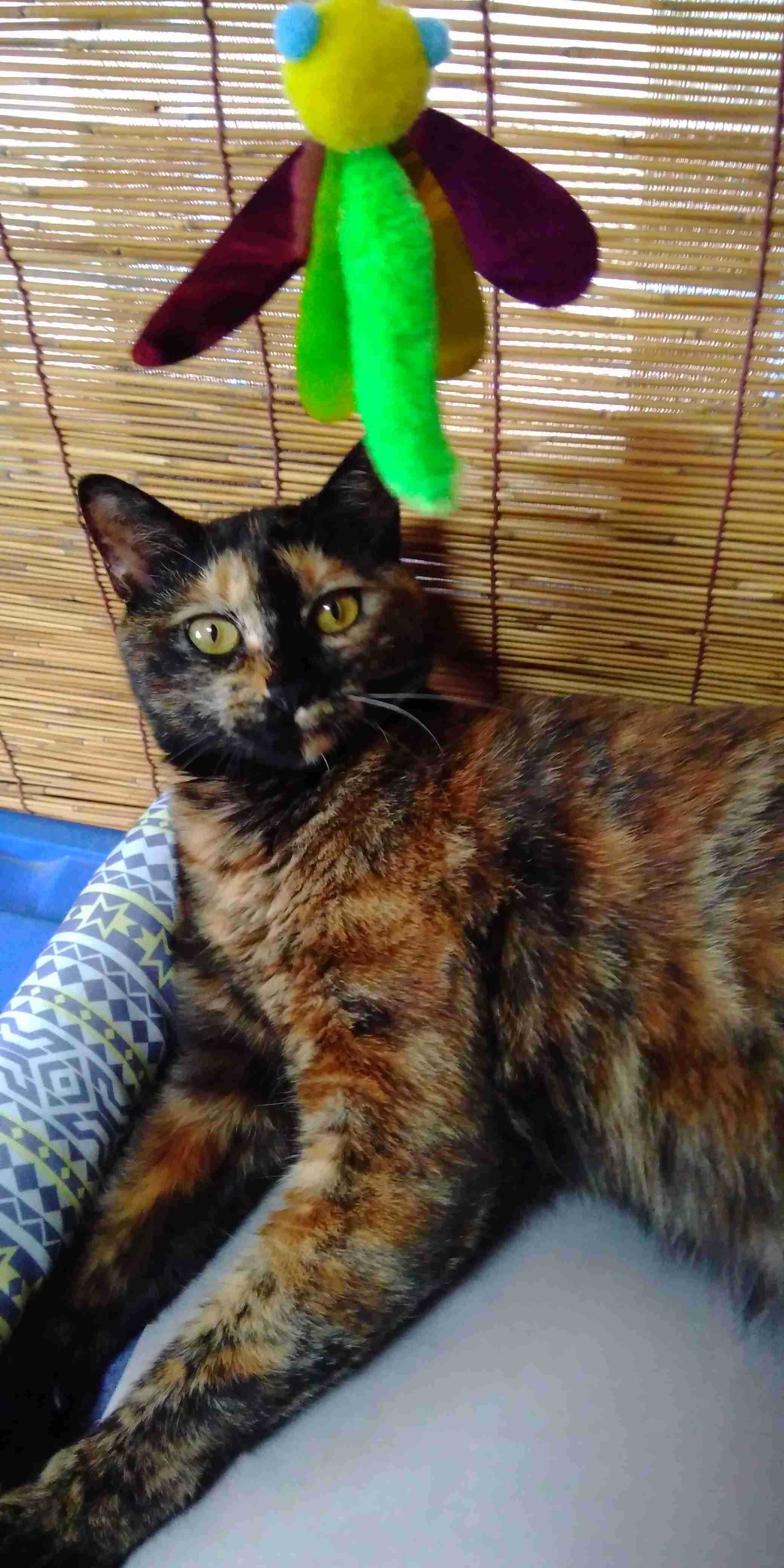 がるちゃん猫カフェ53号店 開店しました♪（初めての方も大歓迎!!）