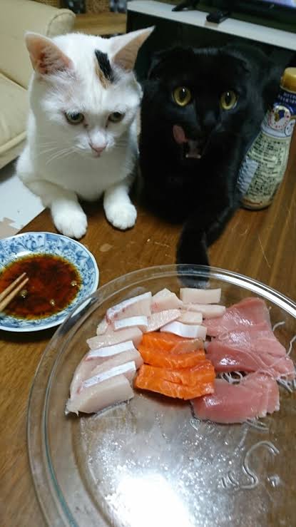 がるちゃん猫カフェ53号店 開店しました♪（初めての方も大歓迎!!）