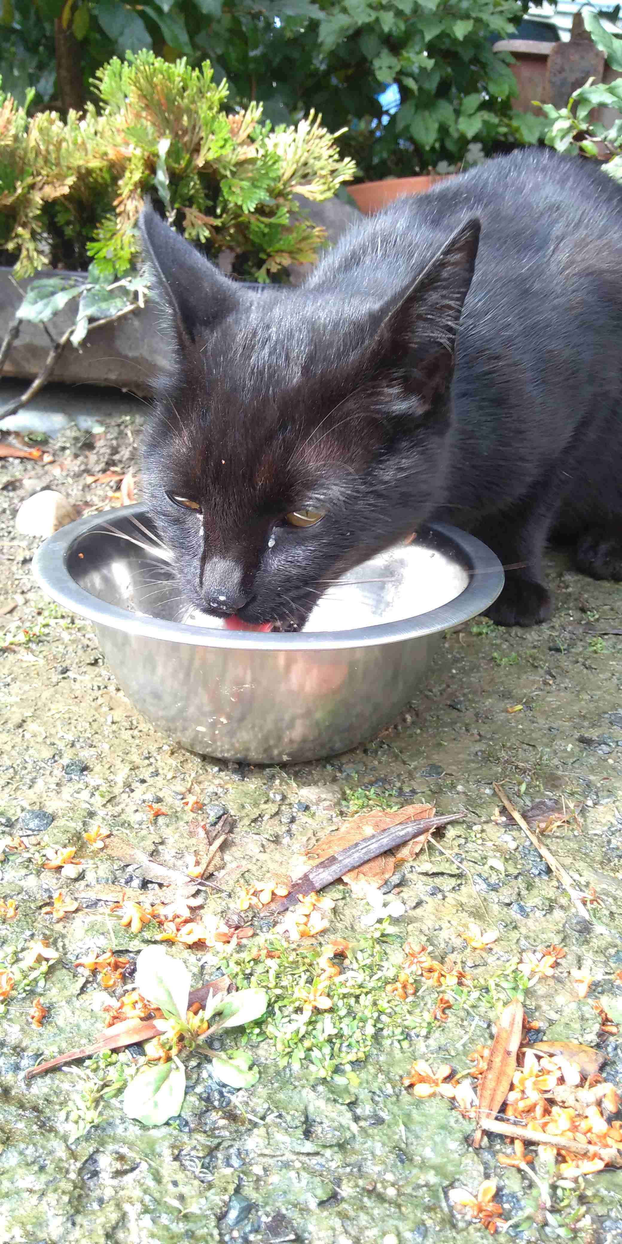 がるちゃん猫カフェ53号店 開店しました♪（初めての方も大歓迎!!）