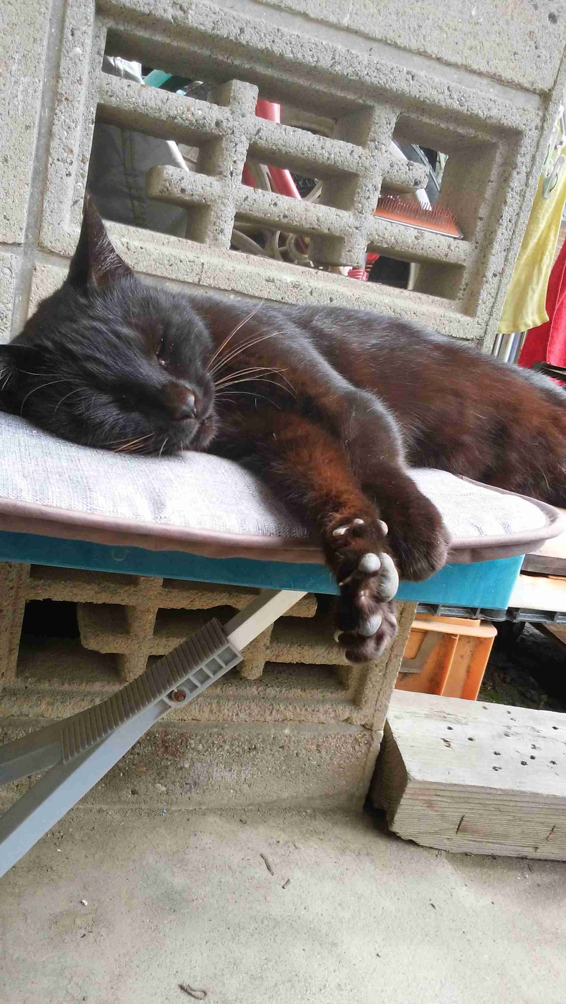 がるちゃん猫カフェ53号店 開店しました♪（初めての方も大歓迎!!）