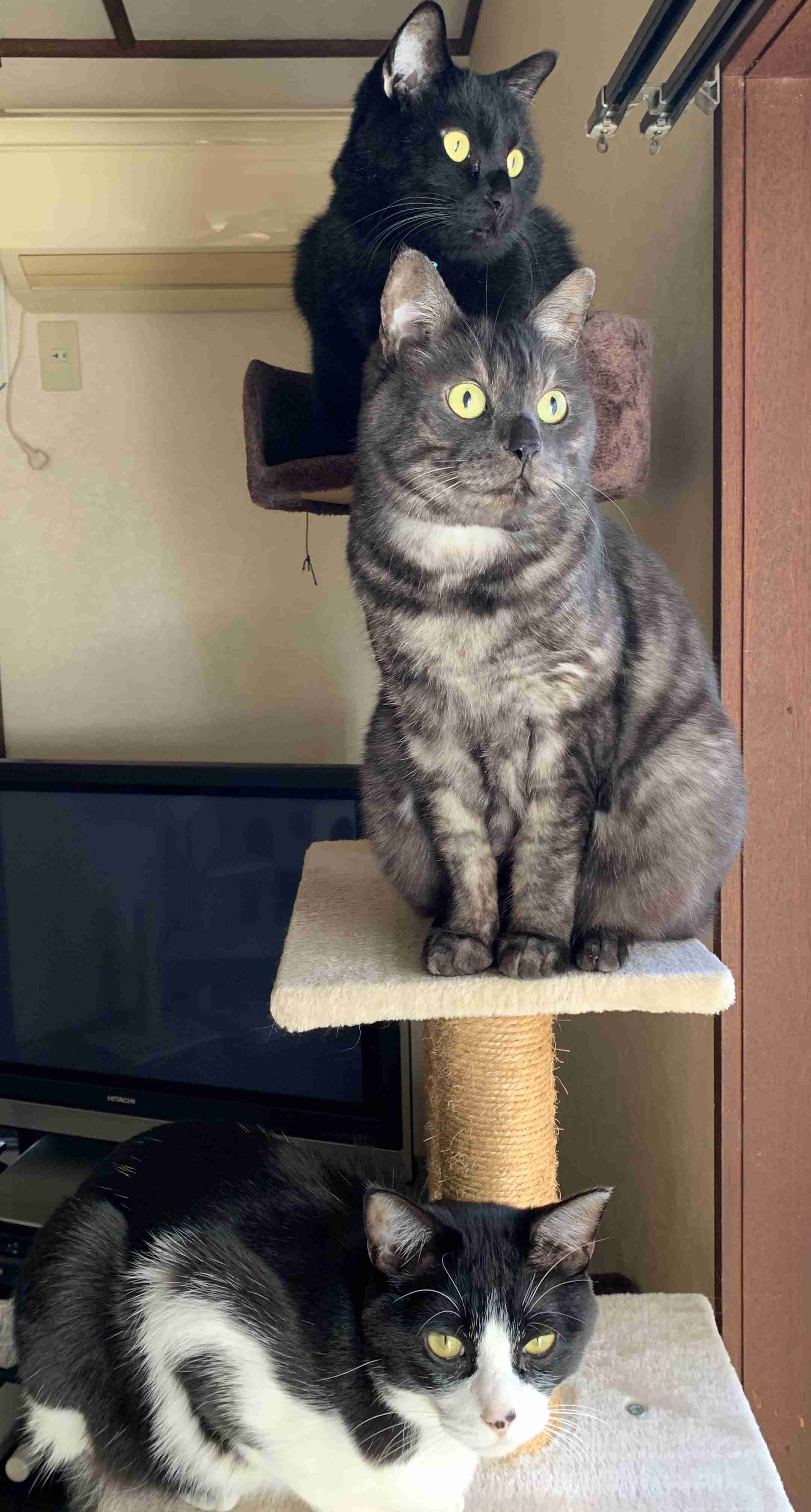 がるちゃん猫カフェ53号店 開店しました♪（初めての方も大歓迎!!）