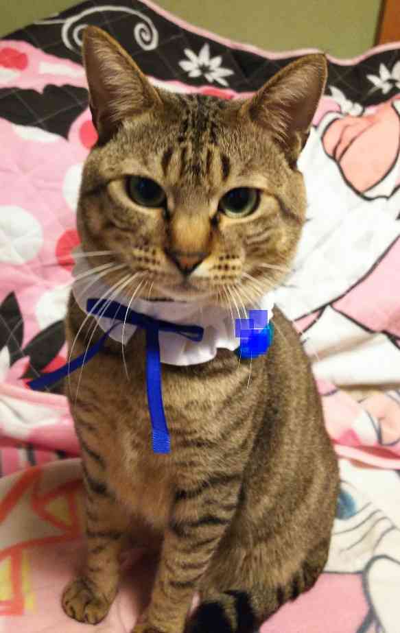がるちゃん猫カフェ53号店 開店しました♪（初めての方も大歓迎!!）