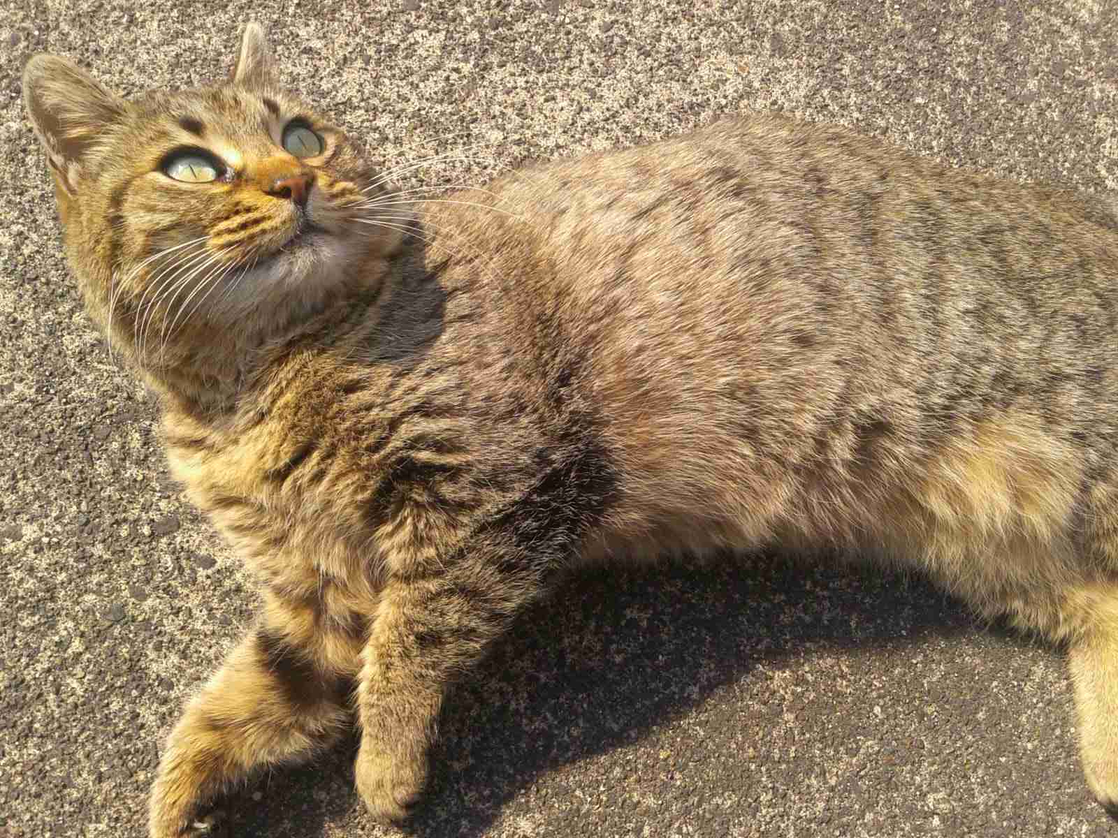 がるちゃん猫カフェ53号店 開店しました♪（初めての方も大歓迎!!）