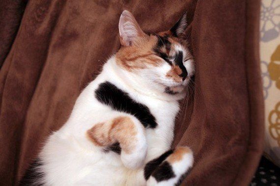 がるちゃん猫カフェ53号店 開店しました♪（初めての方も大歓迎!!）