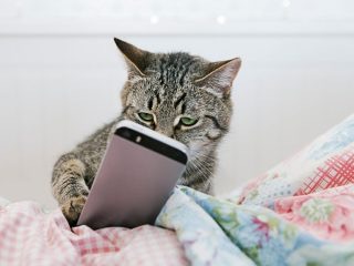 がるちゃん猫カフェ53号店 開店しました♪（初めての方も大歓迎!!）