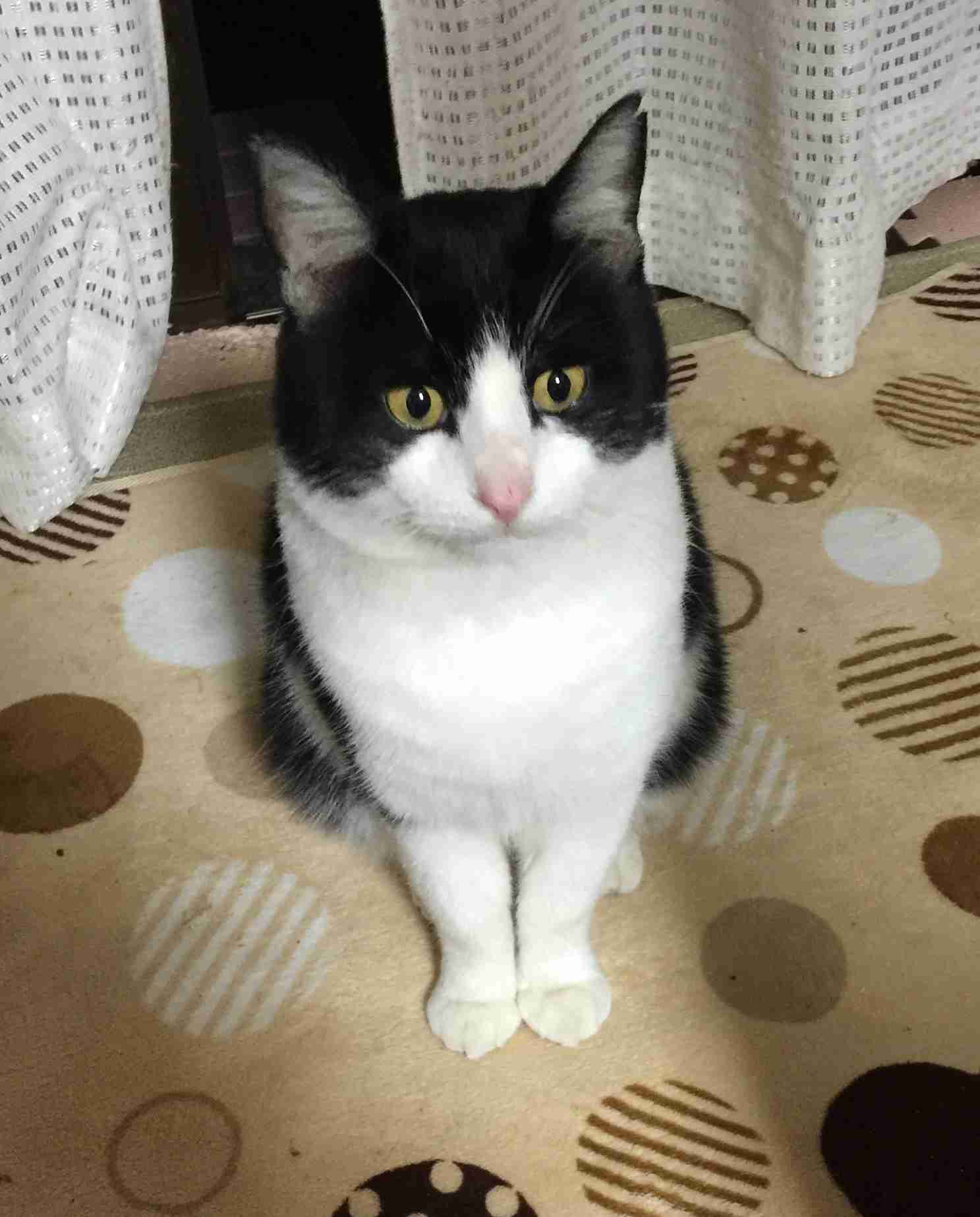 がるちゃん猫カフェ53号店 開店しました♪（初めての方も大歓迎!!）