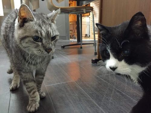 がるちゃん猫カフェ53号店 開店しました♪（初めての方も大歓迎!!）