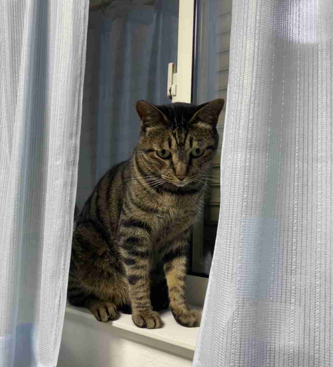 がるちゃん猫カフェ53号店 開店しました♪（初めての方も大歓迎!!）