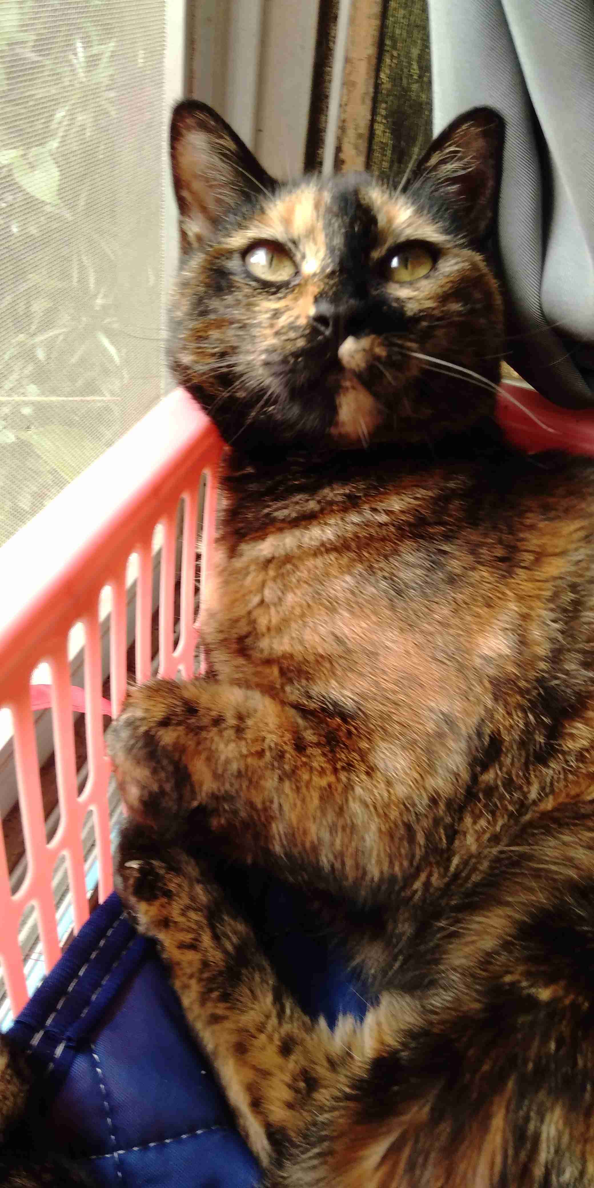 がるちゃん猫カフェ53号店 開店しました♪（初めての方も大歓迎!!）