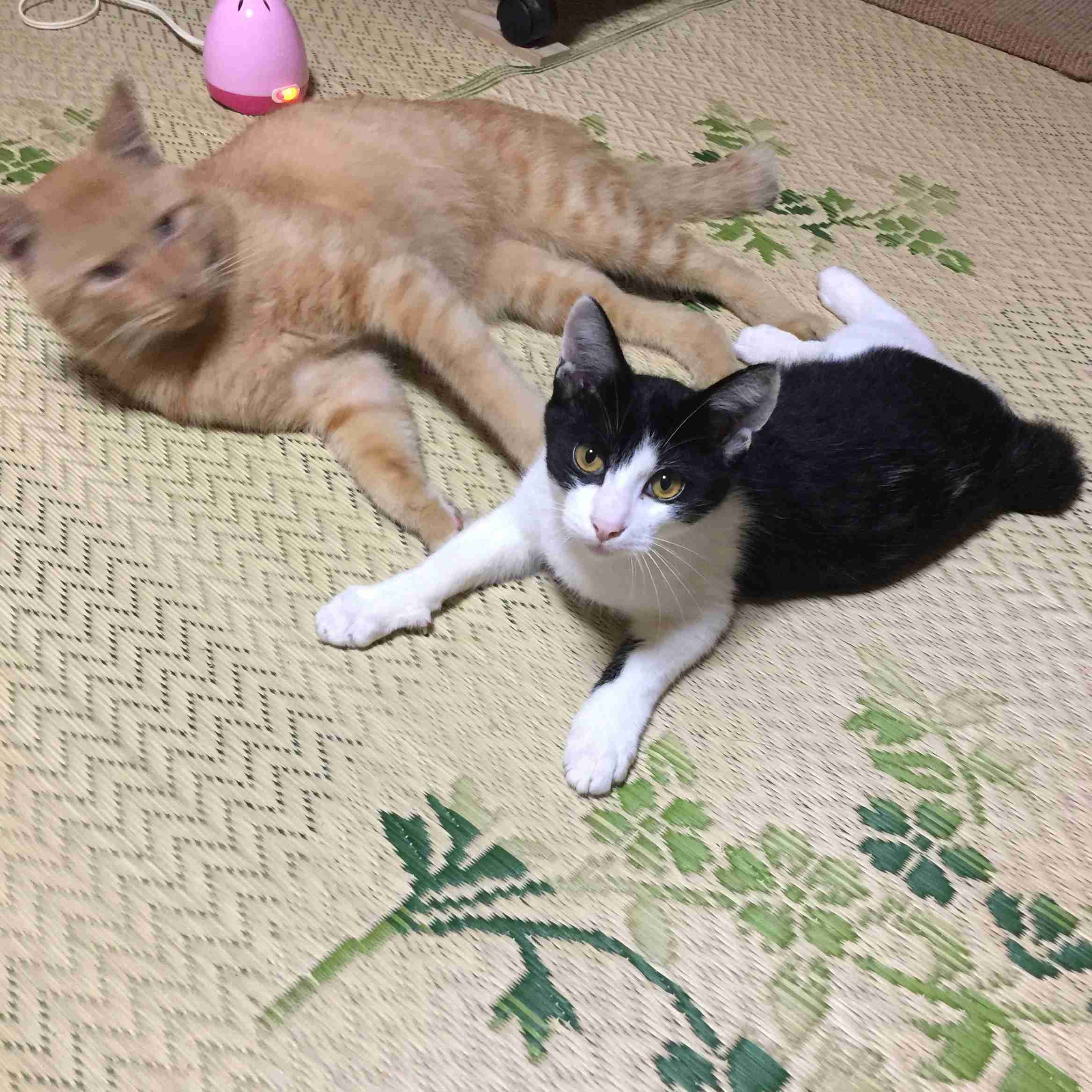 がるちゃん猫カフェ53号店 開店しました♪（初めての方も大歓迎!!）