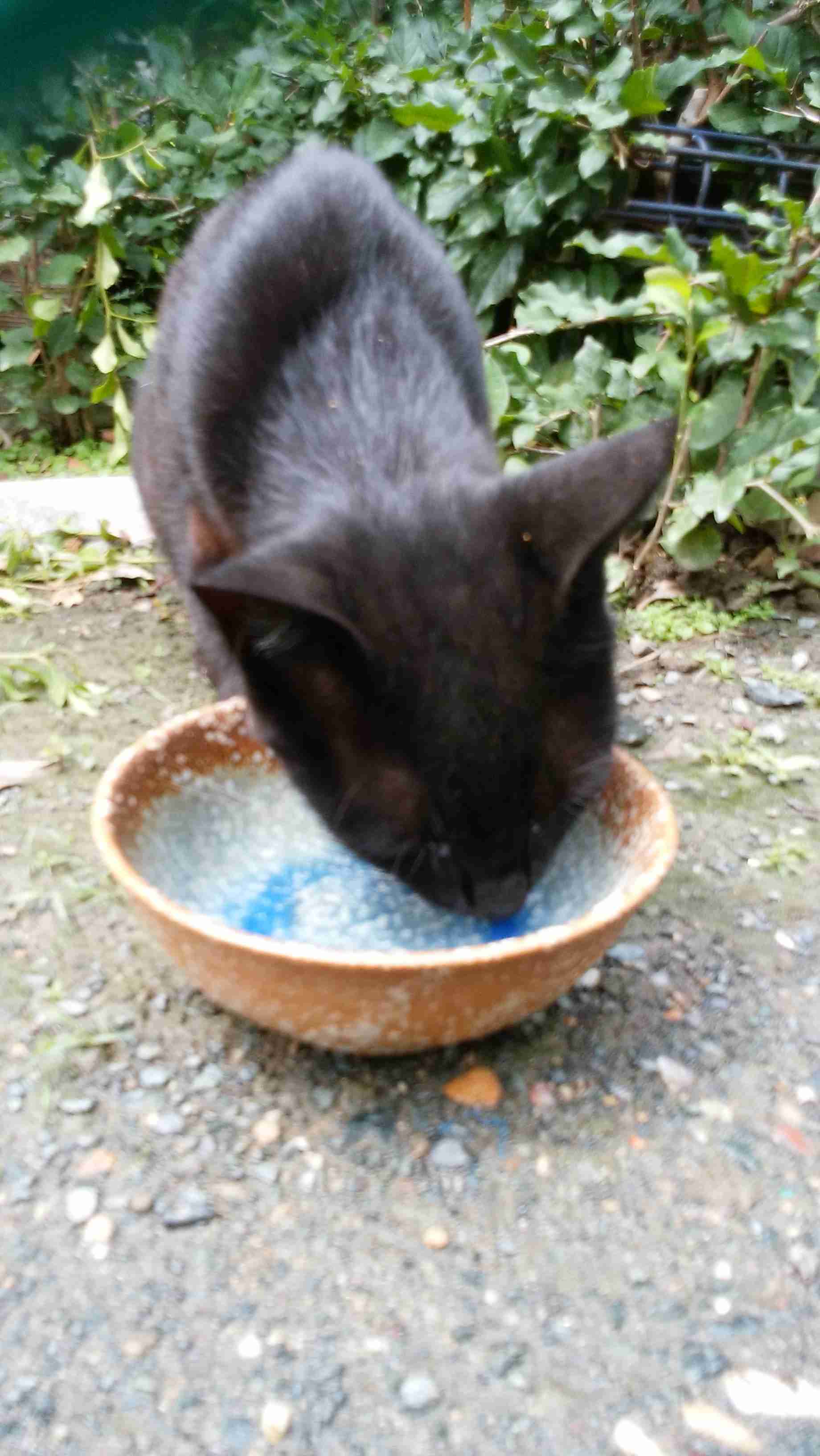 がるちゃん猫カフェ53号店 開店しました♪（初めての方も大歓迎!!）