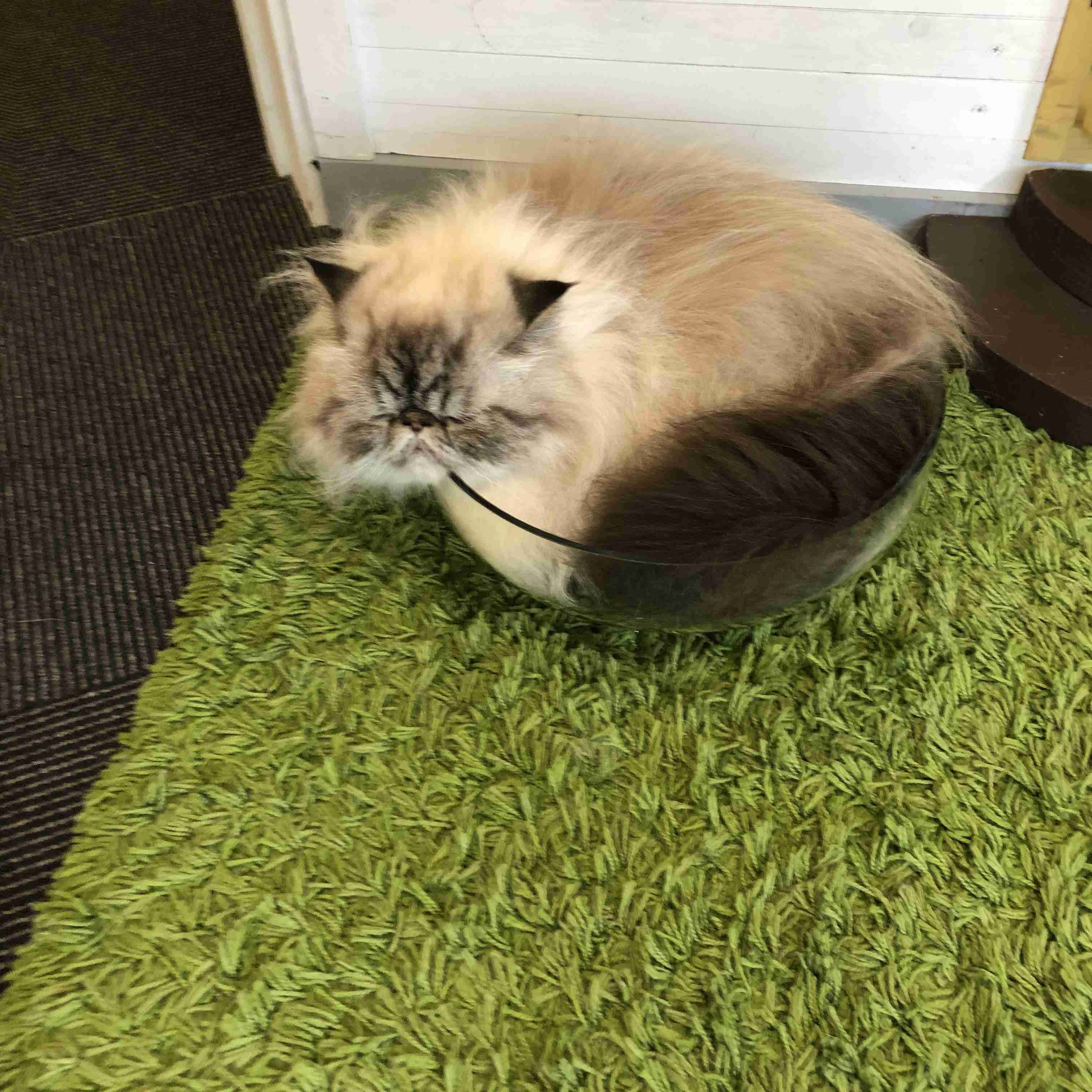 がるちゃん猫カフェ53号店 開店しました♪（初めての方も大歓迎!!）