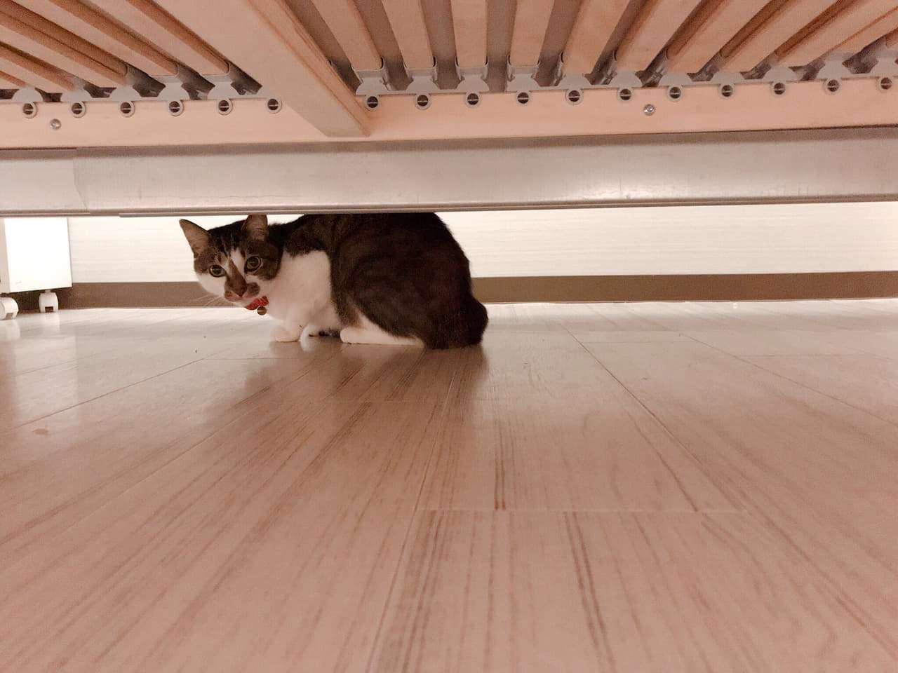 がるちゃん猫カフェ53号店 開店しました♪（初めての方も大歓迎!!）