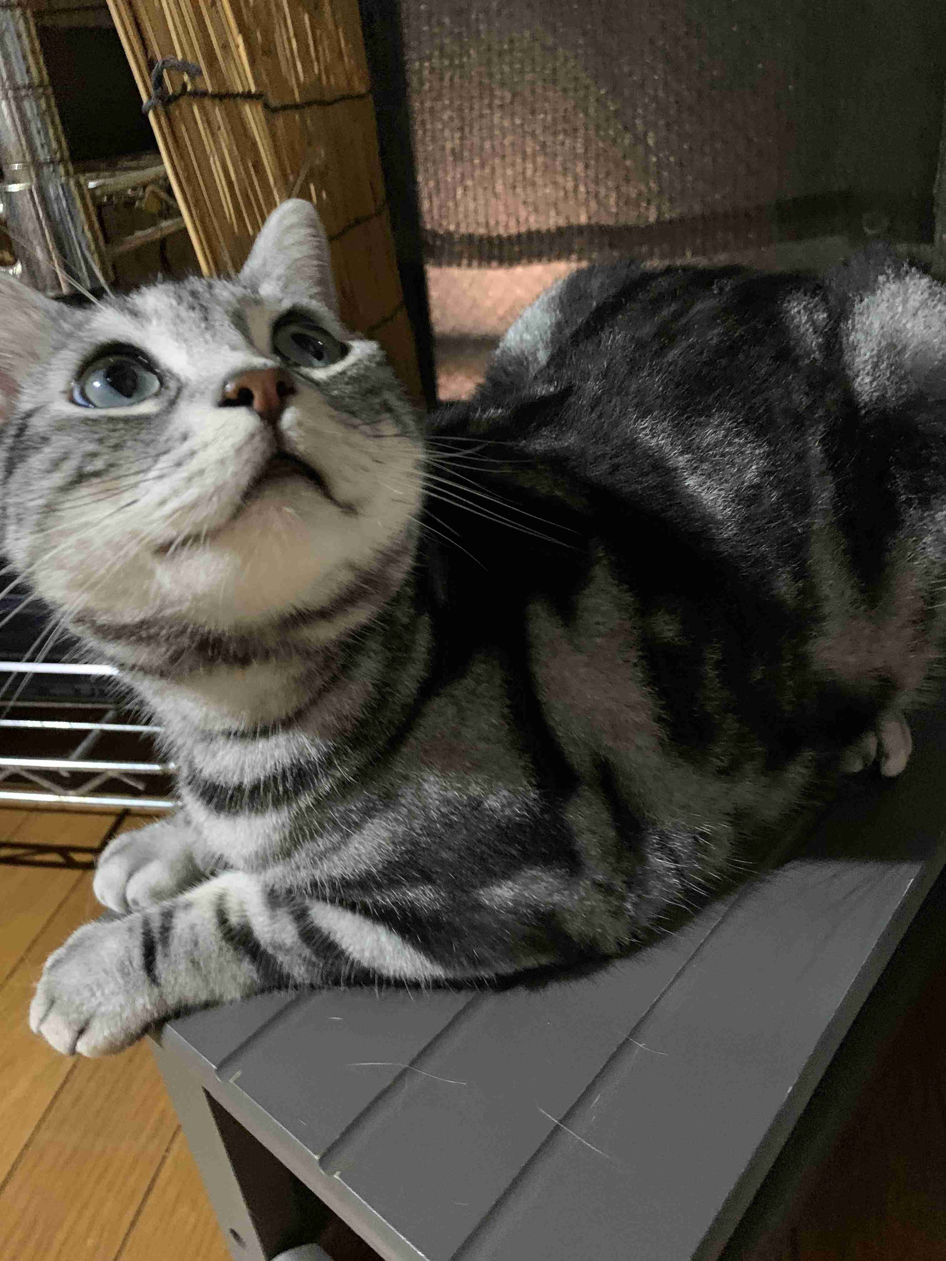 がるちゃん猫カフェ53号店 開店しました♪（初めての方も大歓迎!!）