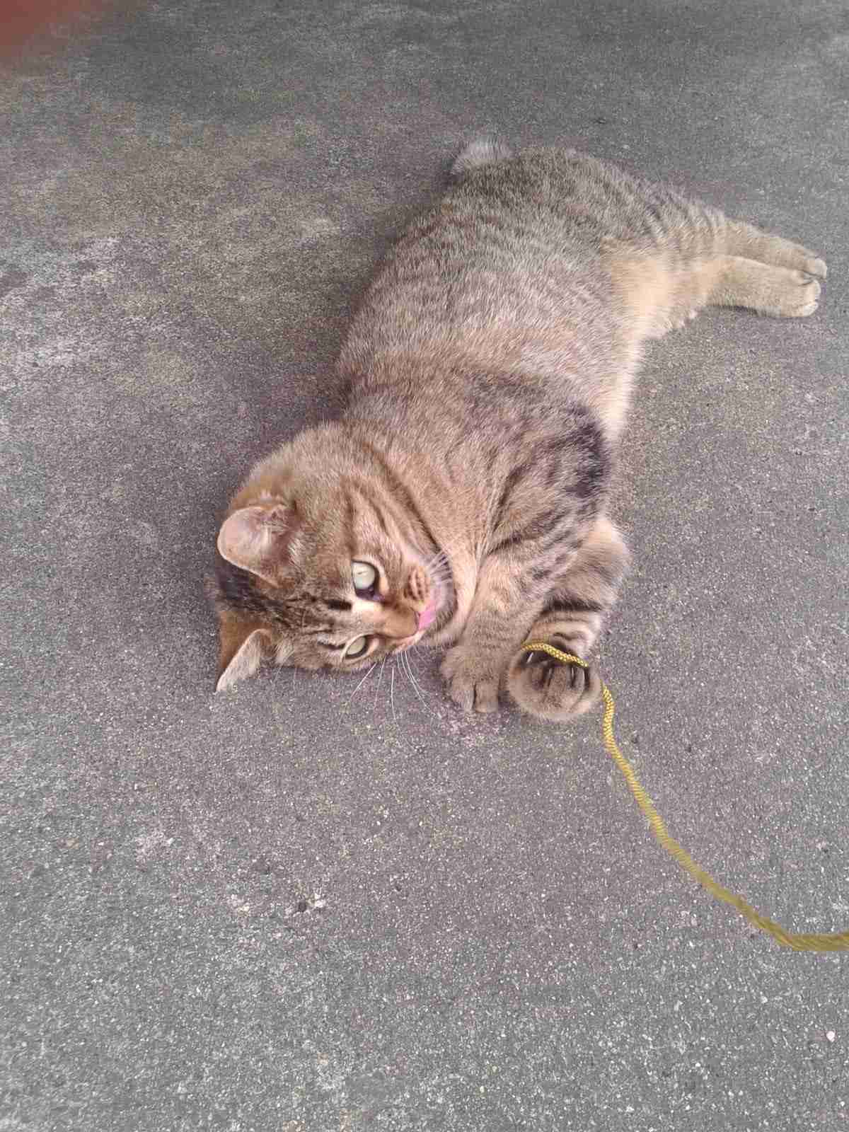 がるちゃん猫カフェ53号店 開店しました♪（初めての方も大歓迎!!）
