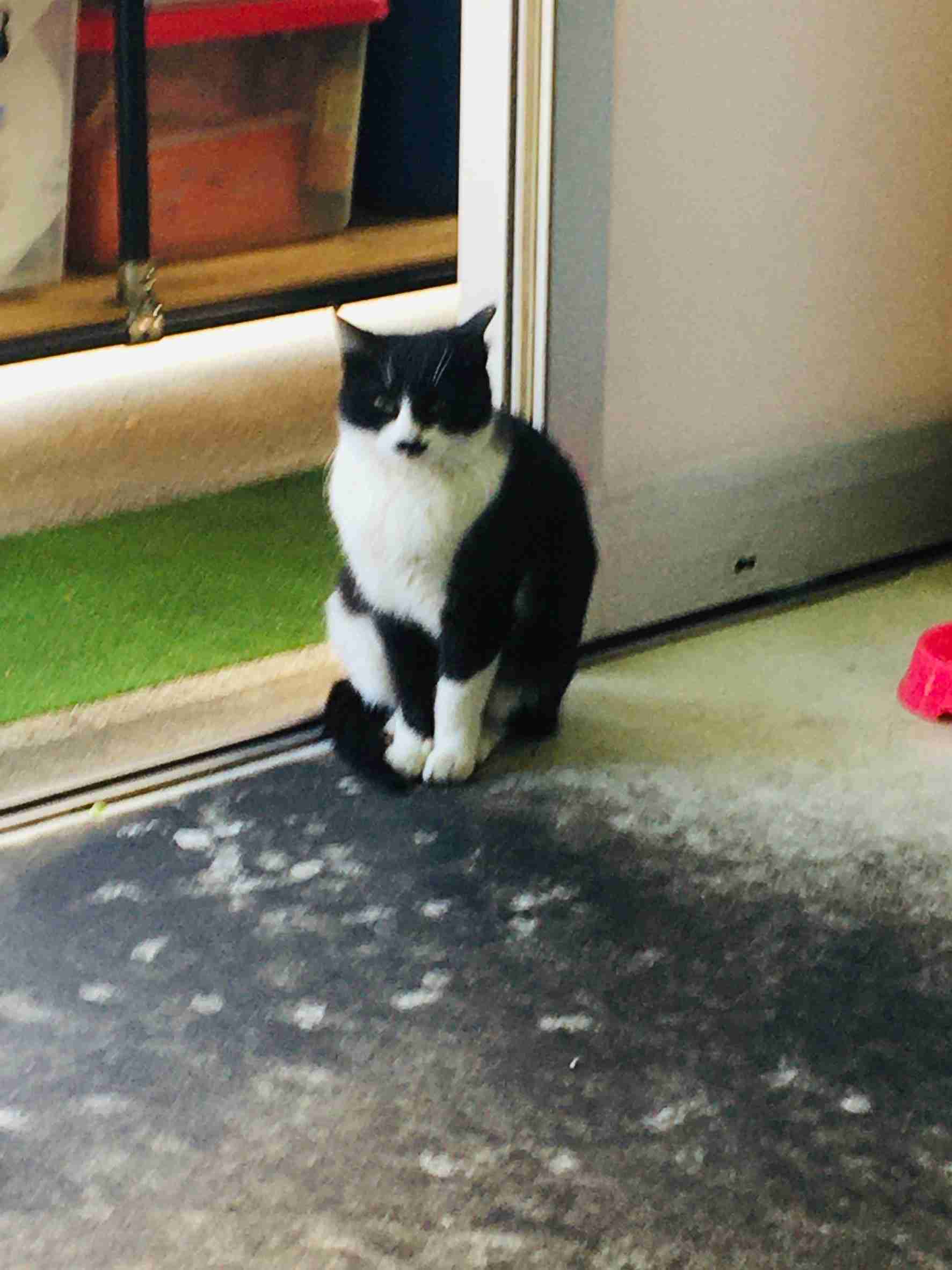 がるちゃん猫カフェ53号店 開店しました♪（初めての方も大歓迎!!）