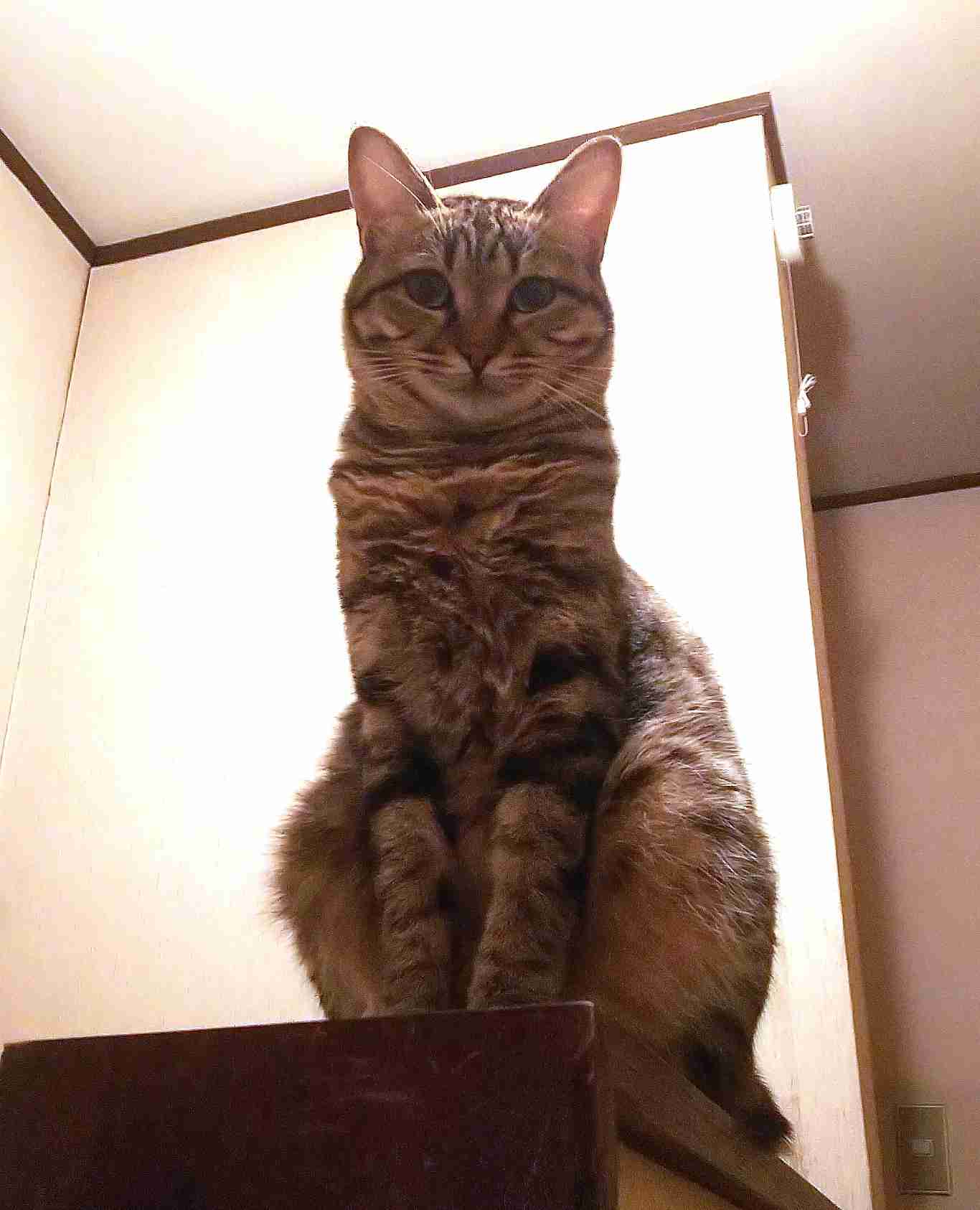 がるちゃん猫カフェ53号店 開店しました♪（初めての方も大歓迎!!）