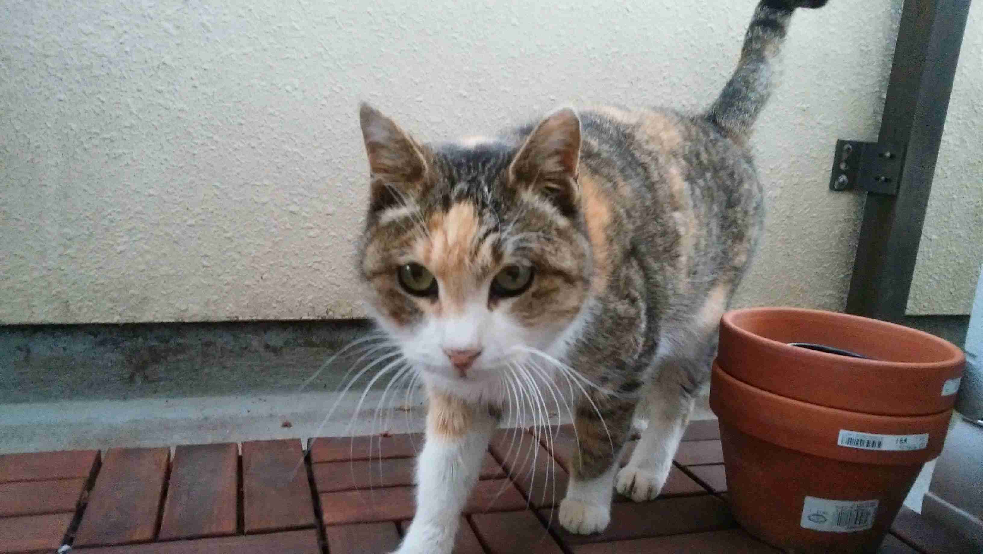 がるちゃん猫カフェ53号店 開店しました♪（初めての方も大歓迎!!）