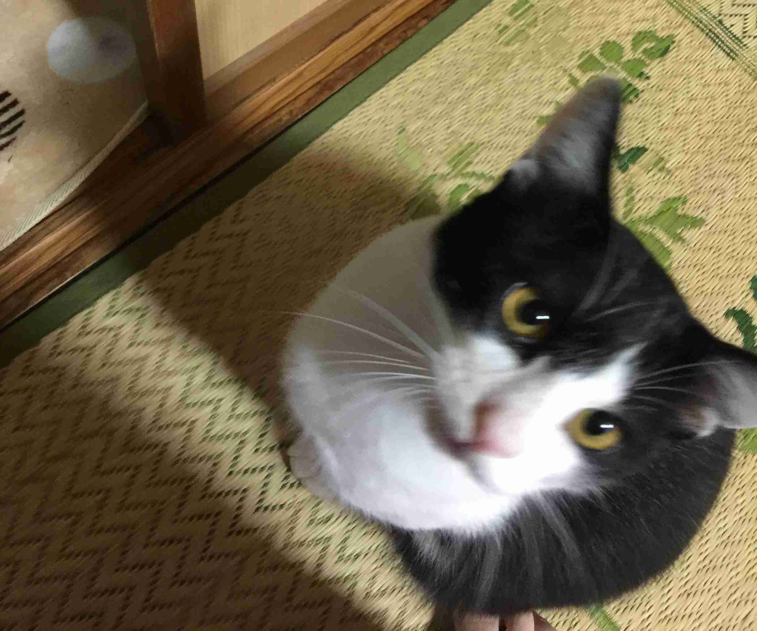 がるちゃん猫カフェ53号店 開店しました♪（初めての方も大歓迎!!）