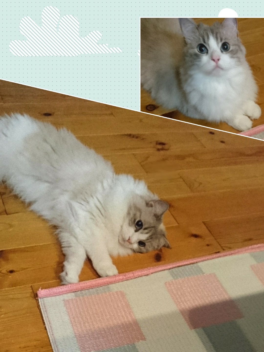 がるちゃん猫カフェ53号店 開店しました♪（初めての方も大歓迎!!）