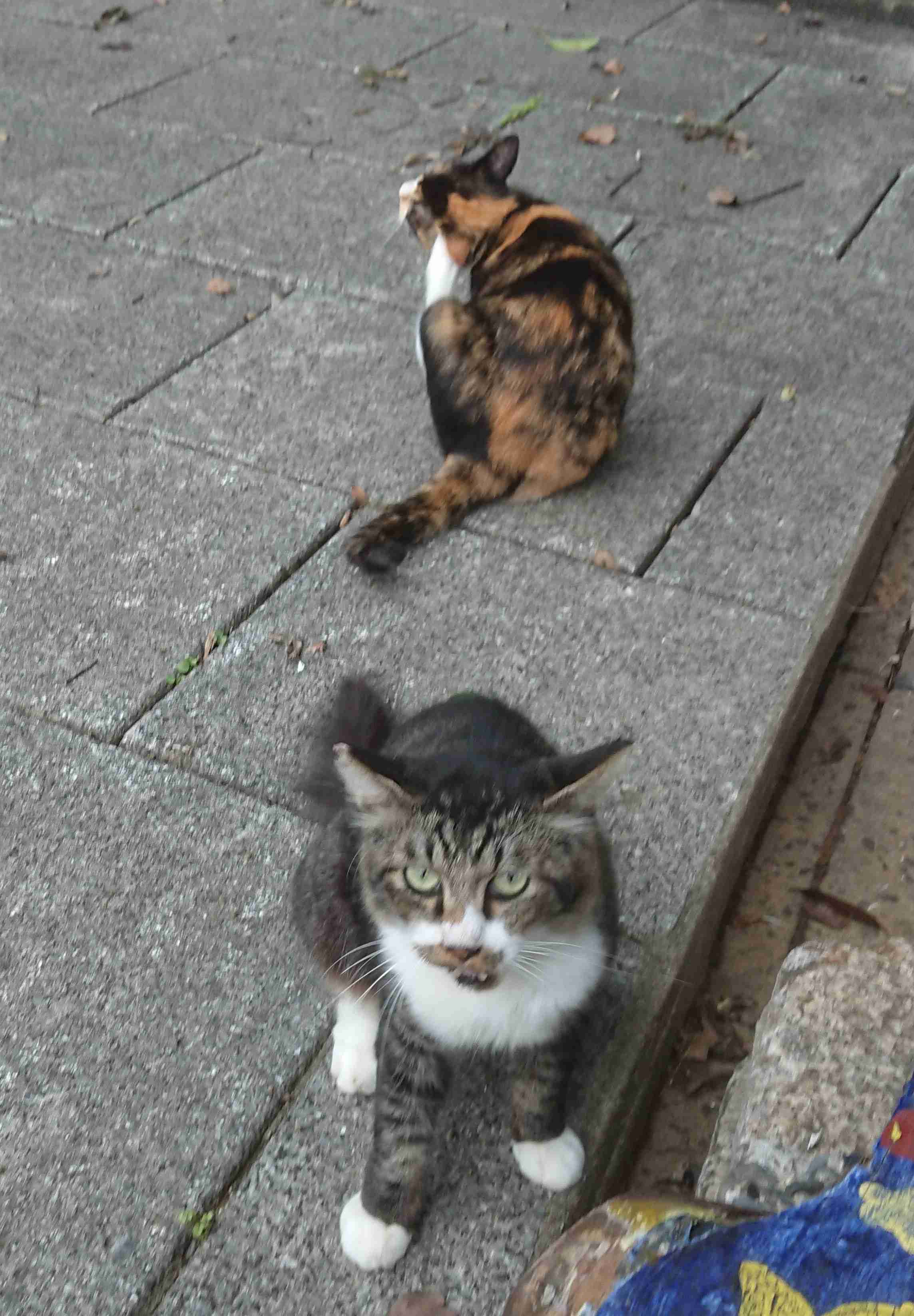 がるちゃん猫カフェ53号店 開店しました♪（初めての方も大歓迎!!）