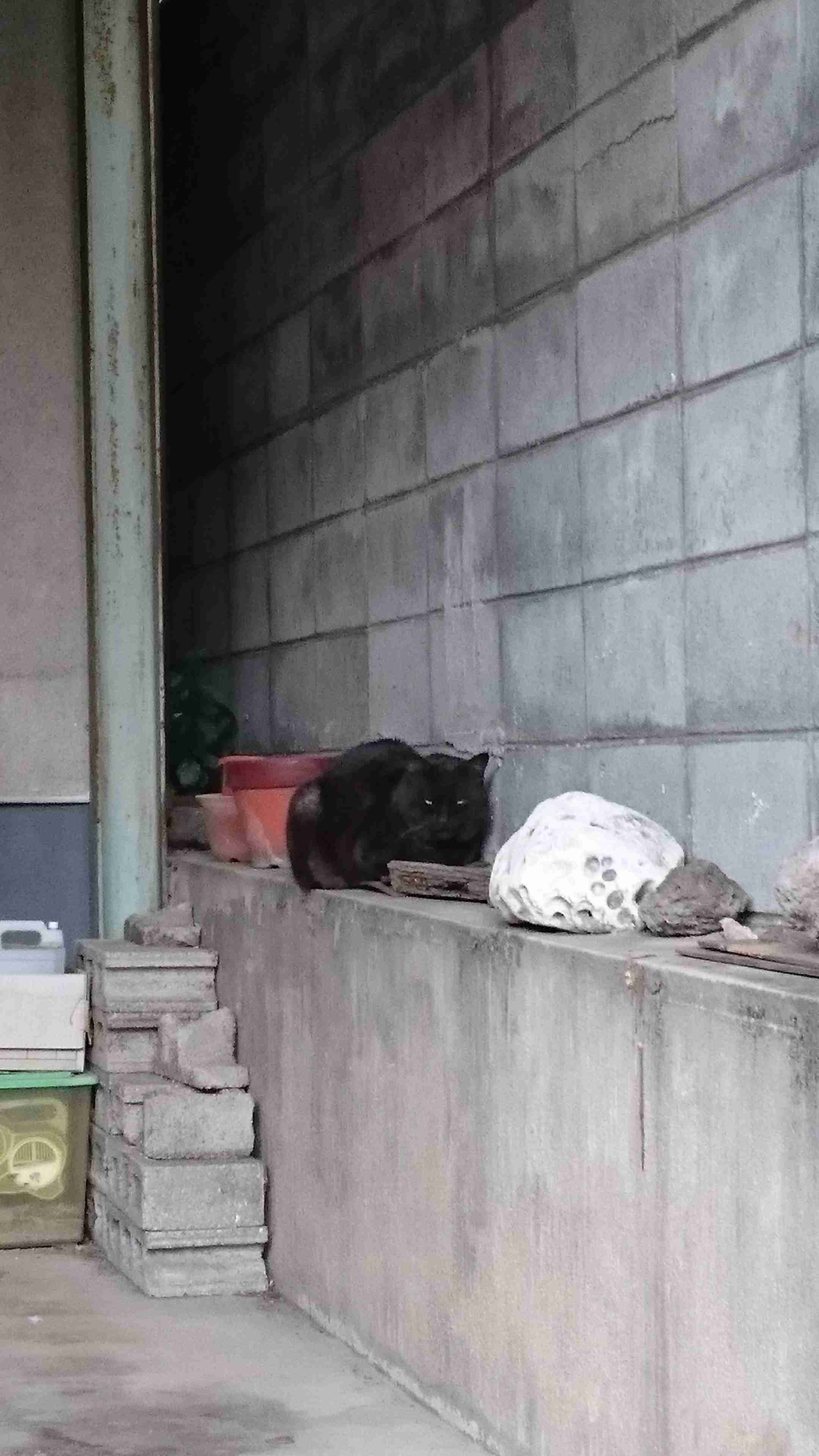 がるちゃん猫カフェ53号店 開店しました♪（初めての方も大歓迎!!）