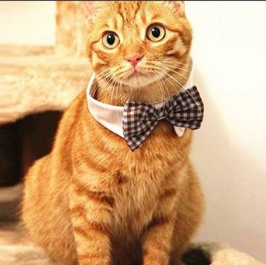 がるちゃん猫カフェ53号店 開店しました♪（初めての方も大歓迎!!）