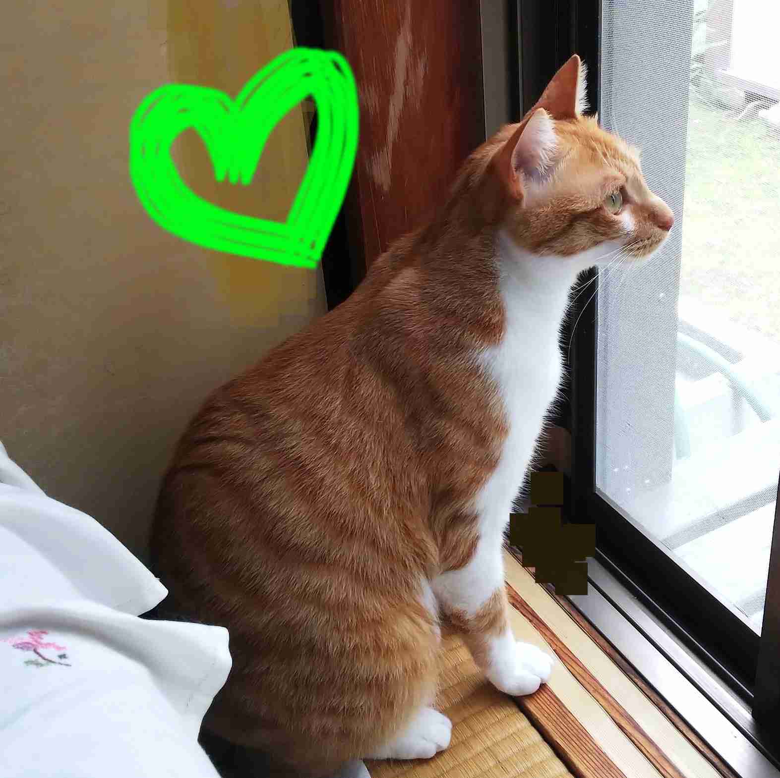 がるちゃん猫カフェ53号店 開店しました♪（初めての方も大歓迎!!）