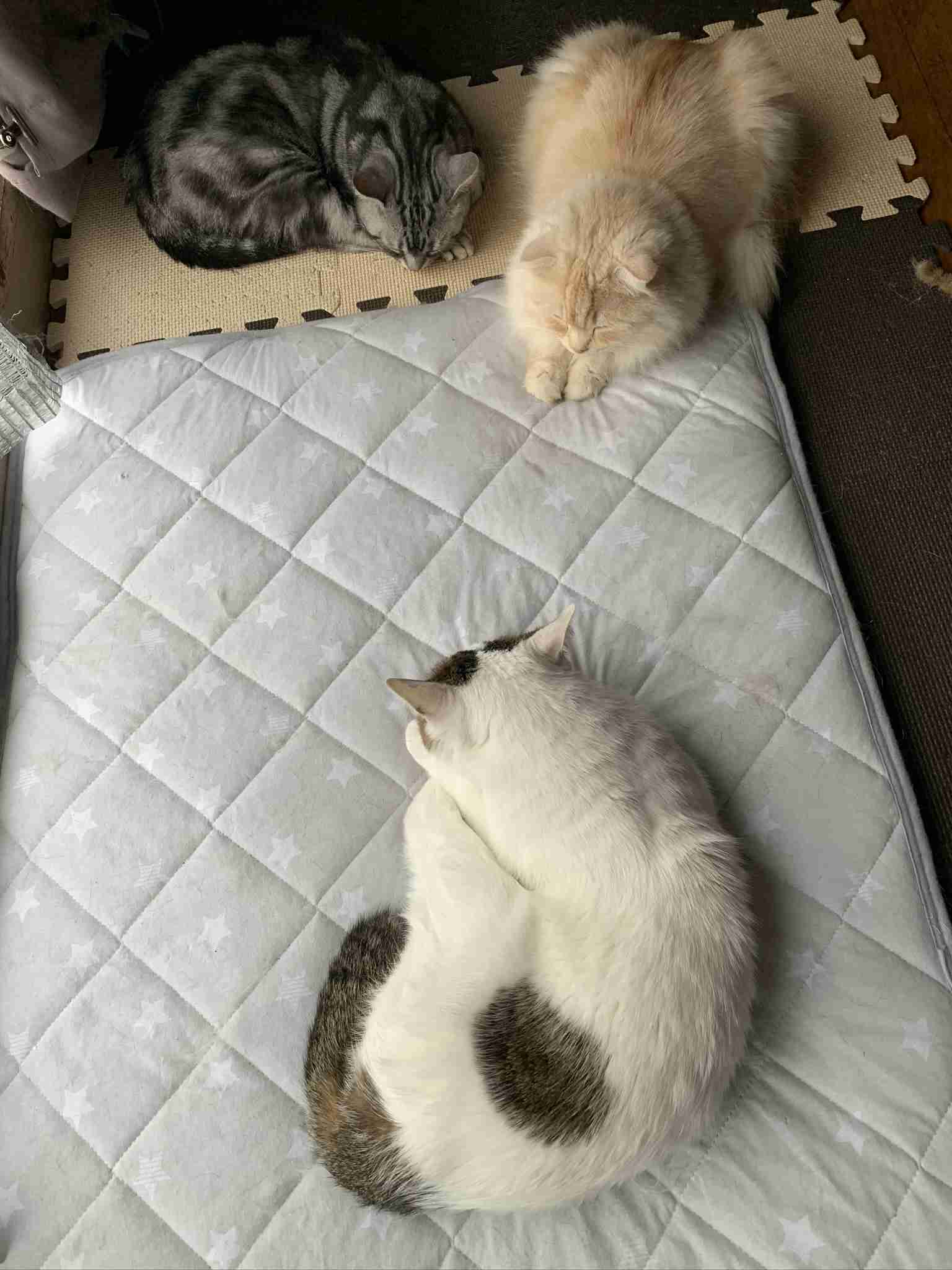 がるちゃん猫カフェ53号店 開店しました♪（初めての方も大歓迎!!）