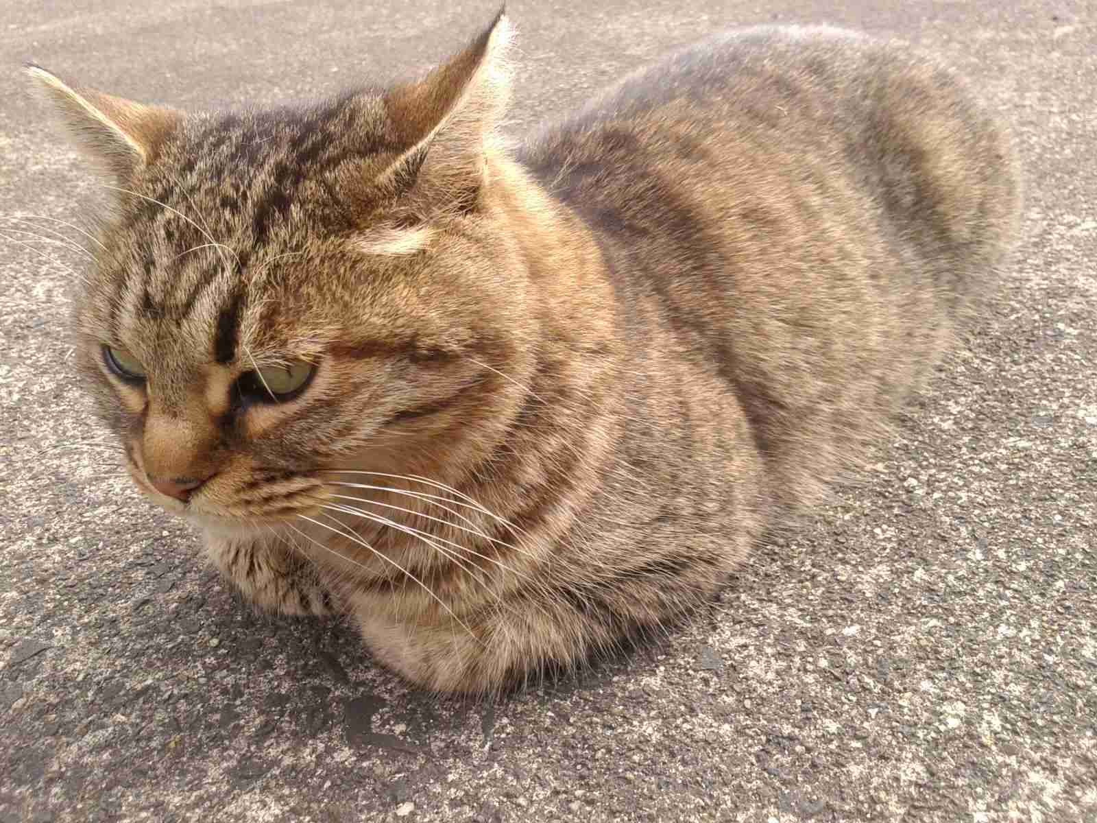 がるちゃん猫カフェ53号店 開店しました♪（初めての方も大歓迎!!）