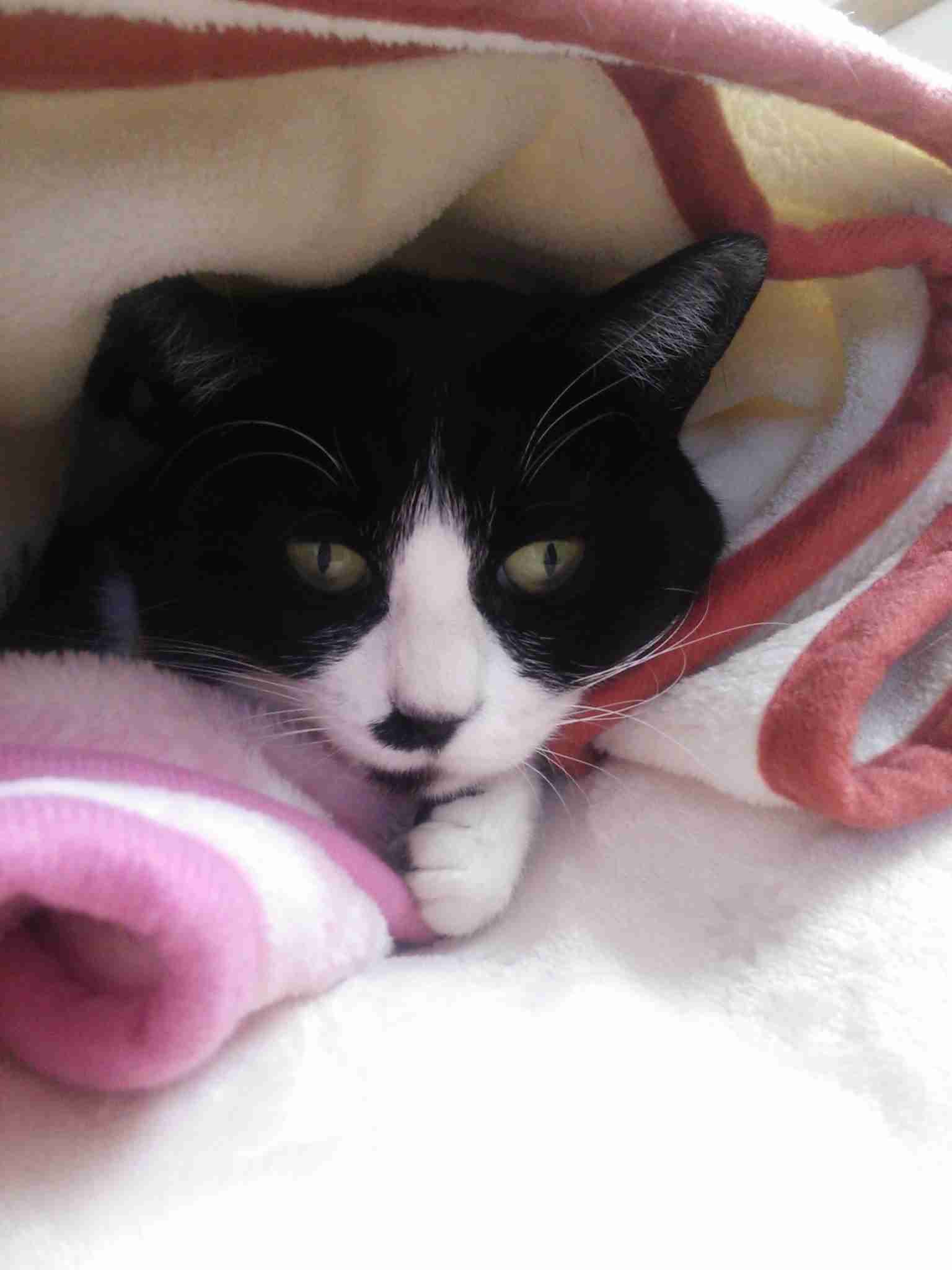 がるちゃん猫カフェ53号店 開店しました♪（初めての方も大歓迎!!）