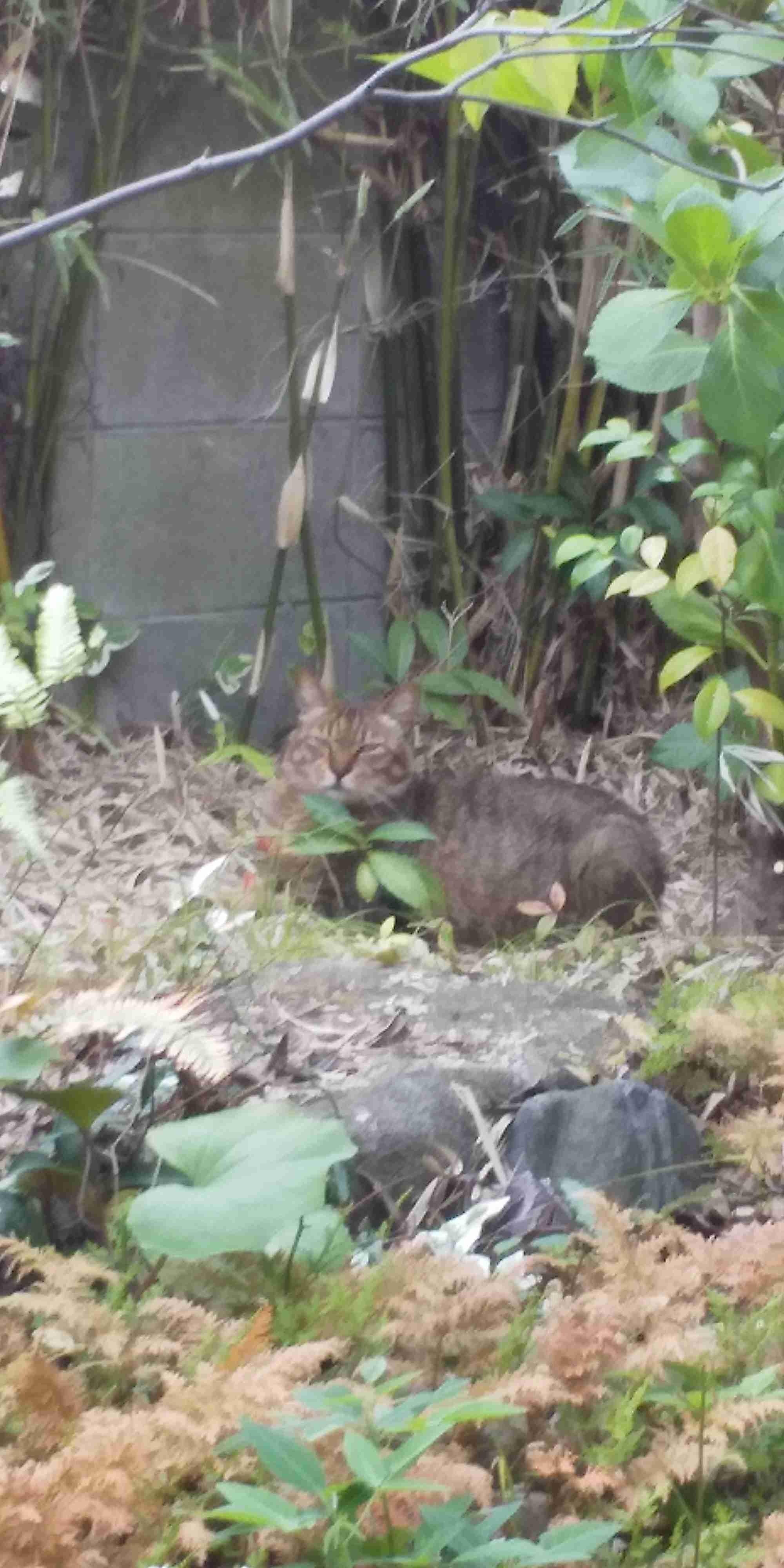 がるちゃん猫カフェ53号店 開店しました♪(初めての方も大歓迎!!)