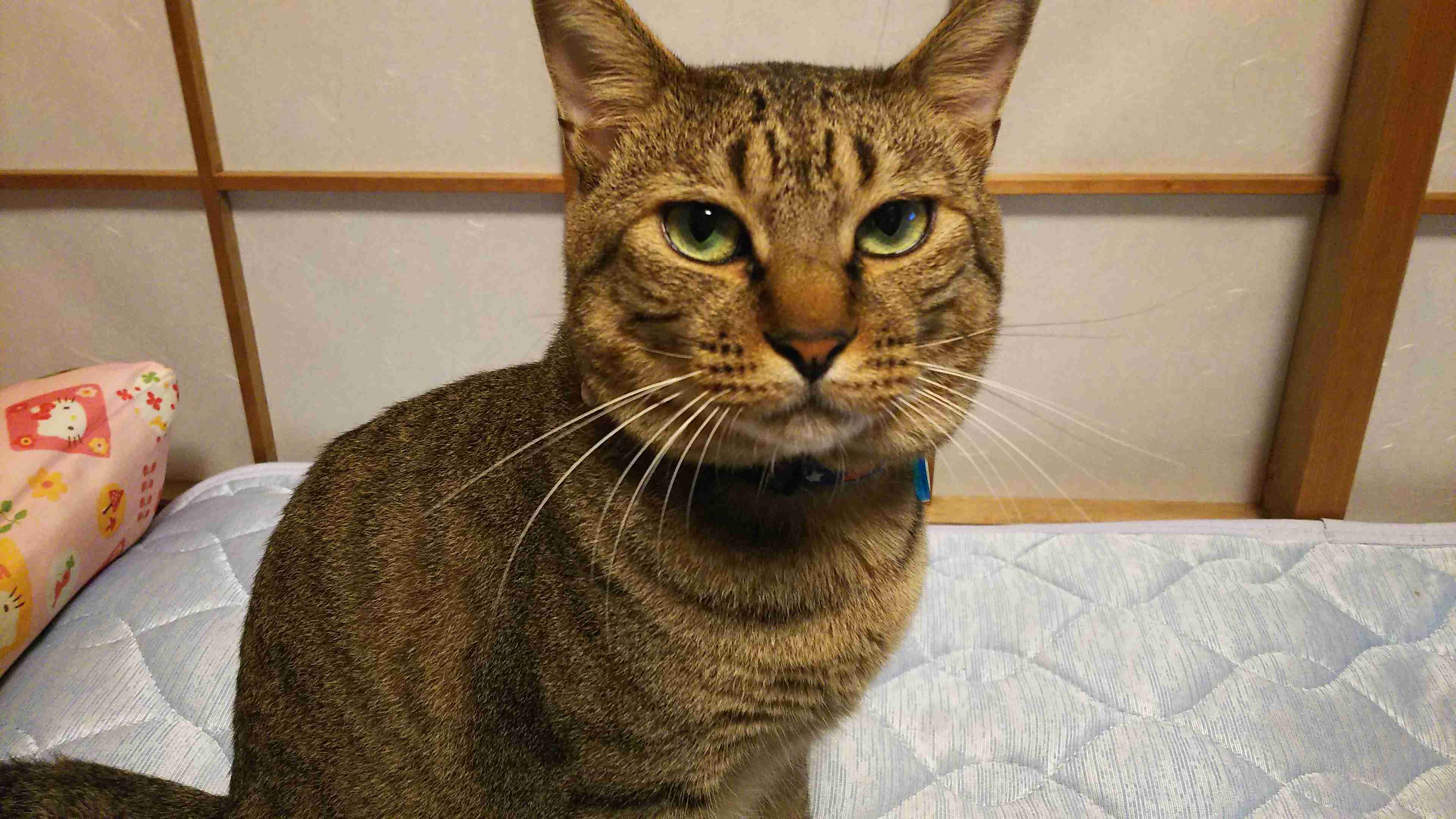 がるちゃん猫カフェ53号店 開店しました♪(初めての方も大歓迎!!)
