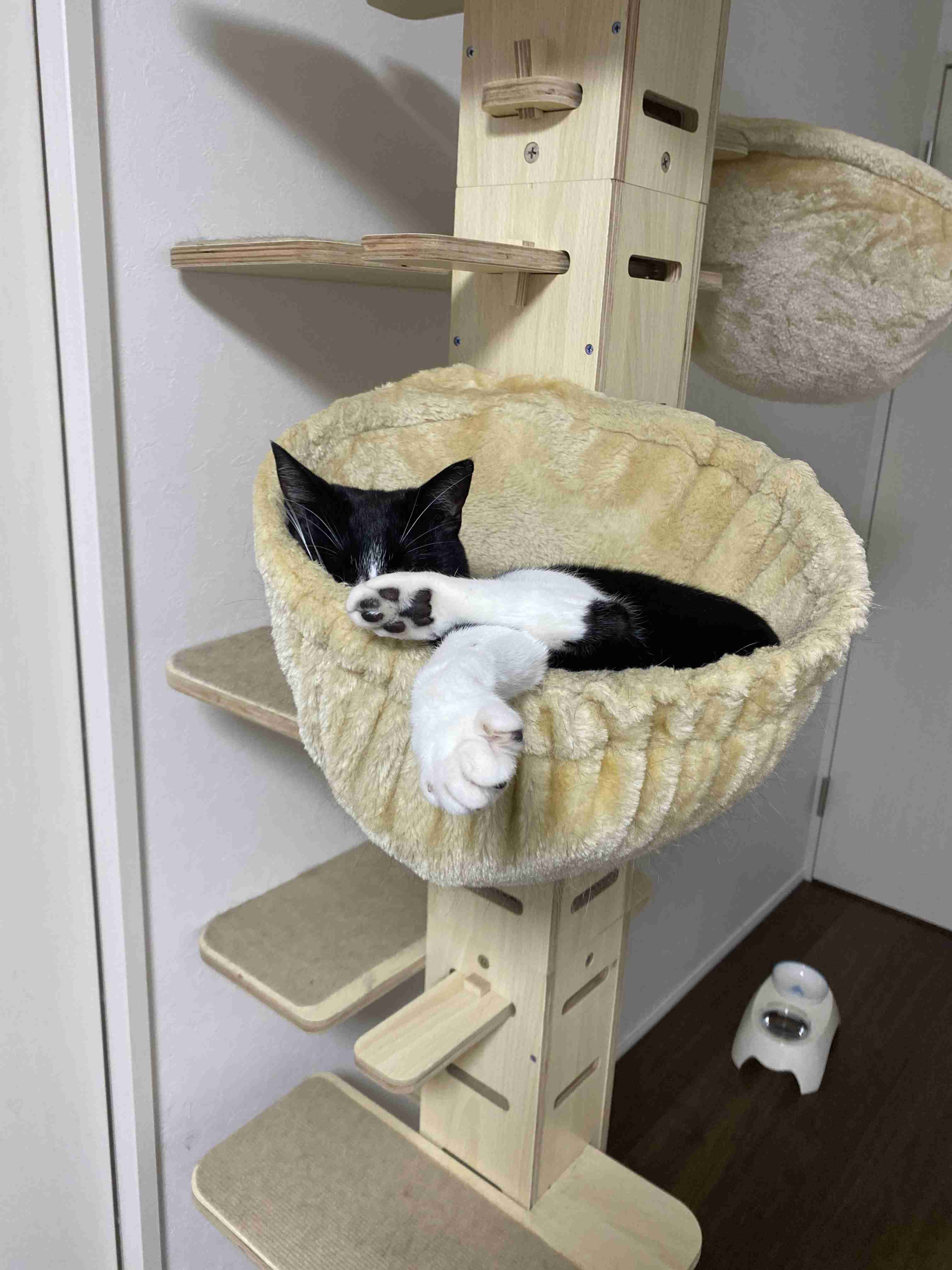 がるちゃん猫カフェ53号店 開店しました♪(初めての方も大歓迎!!)