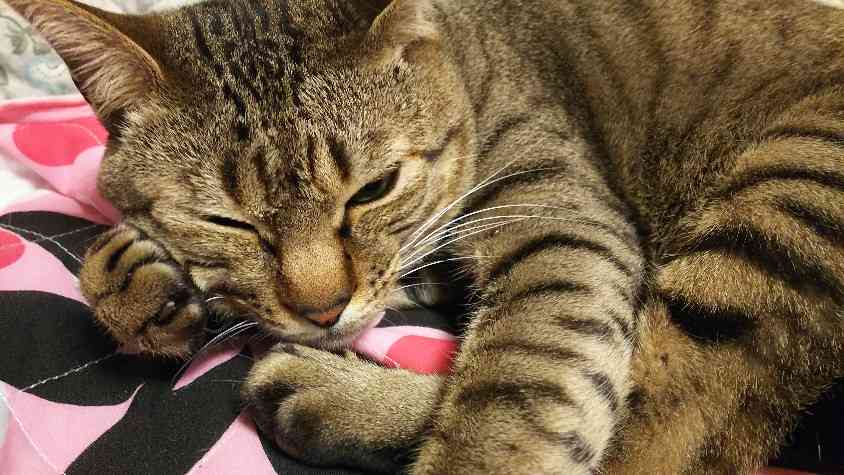 がるちゃん猫カフェ53号店 開店しました♪（初めての方も大歓迎!!）