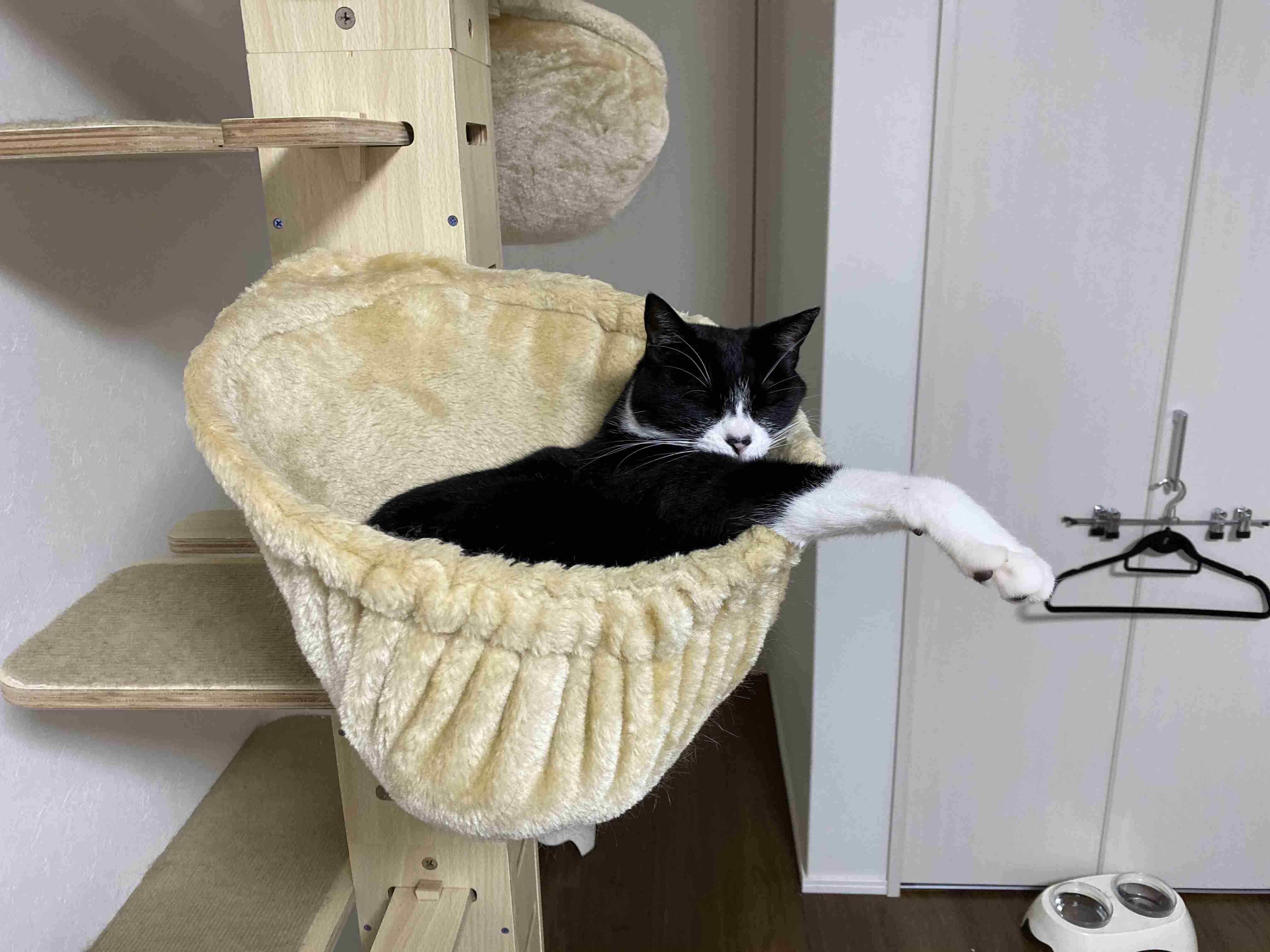 がるちゃん猫カフェ53号店 開店しました♪（初めての方も大歓迎!!）