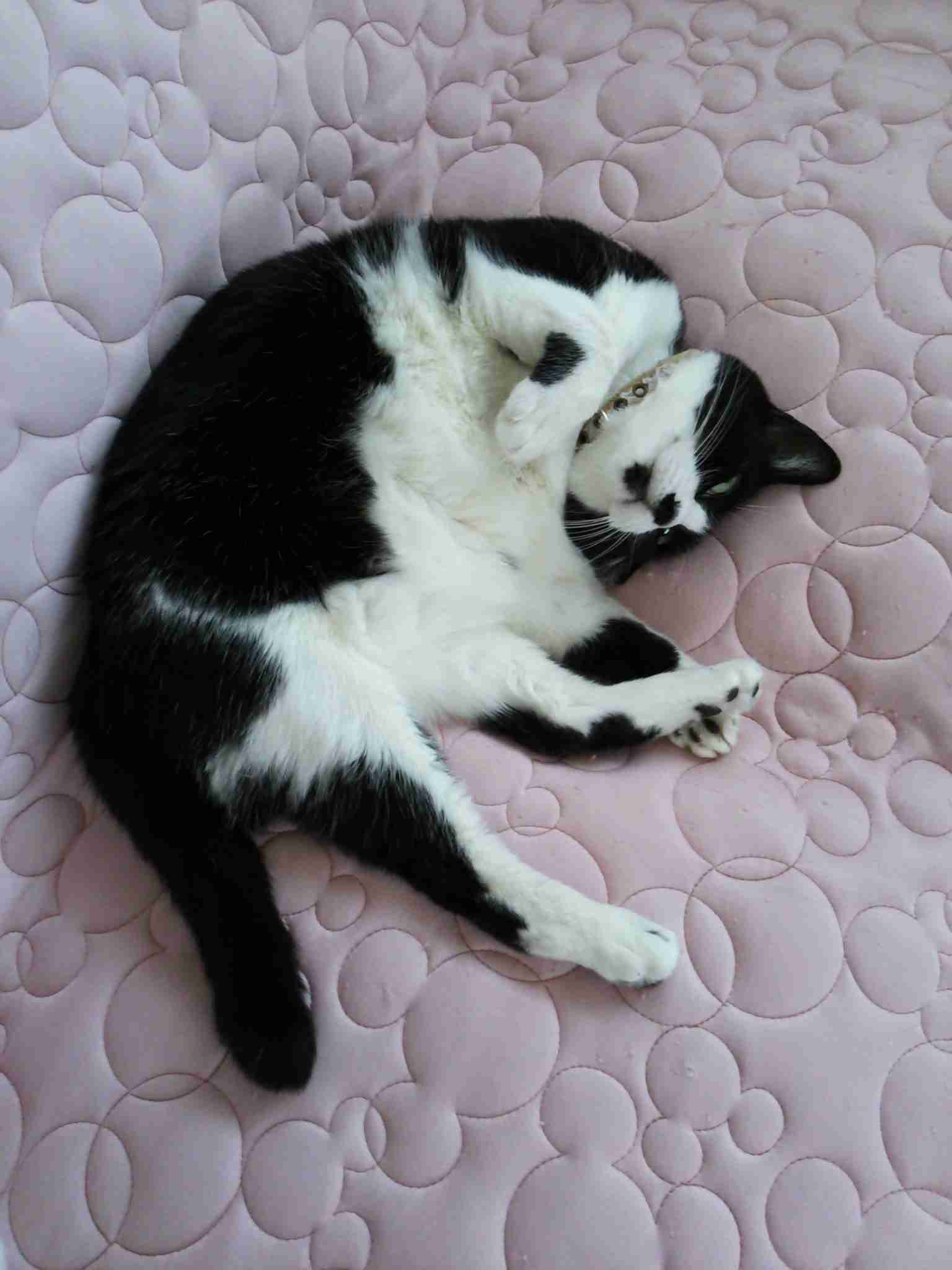 がるちゃん猫カフェ53号店 開店しました♪（初めての方も大歓迎!!）