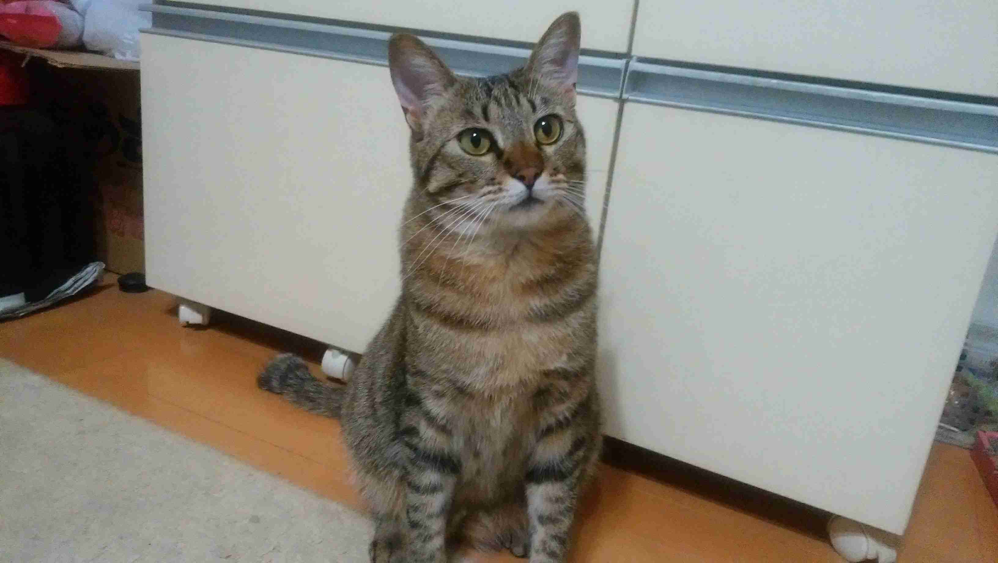 がるちゃん猫カフェ53号店 開店しました♪(初めての方も大歓迎!!)