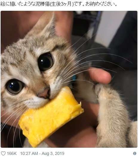 がるちゃん猫カフェ53号店 開店しました♪（初めての方も大歓迎!!）