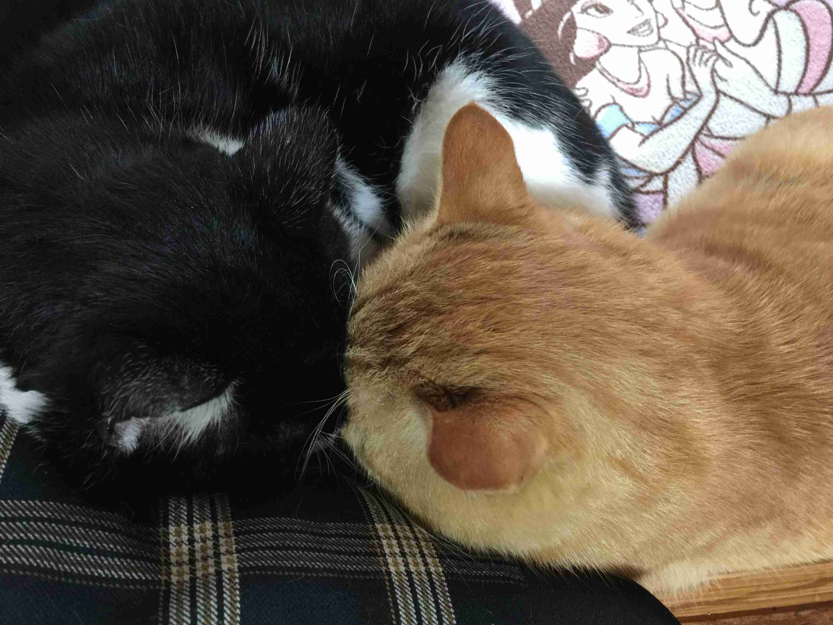 がるちゃん猫カフェ53号店 開店しました♪（初めての方も大歓迎!!）