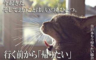 がるちゃん猫カフェ53号店 開店しました♪（初めての方も大歓迎!!）