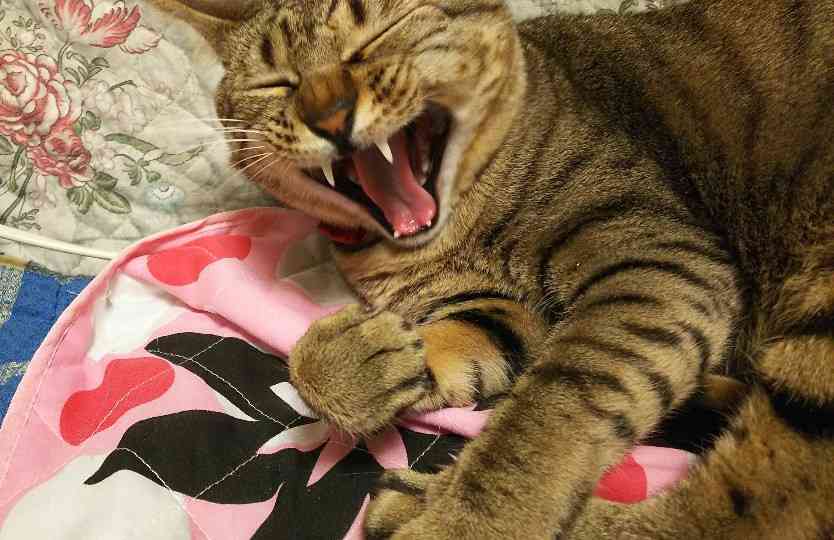 がるちゃん猫カフェ53号店 開店しました♪（初めての方も大歓迎!!）