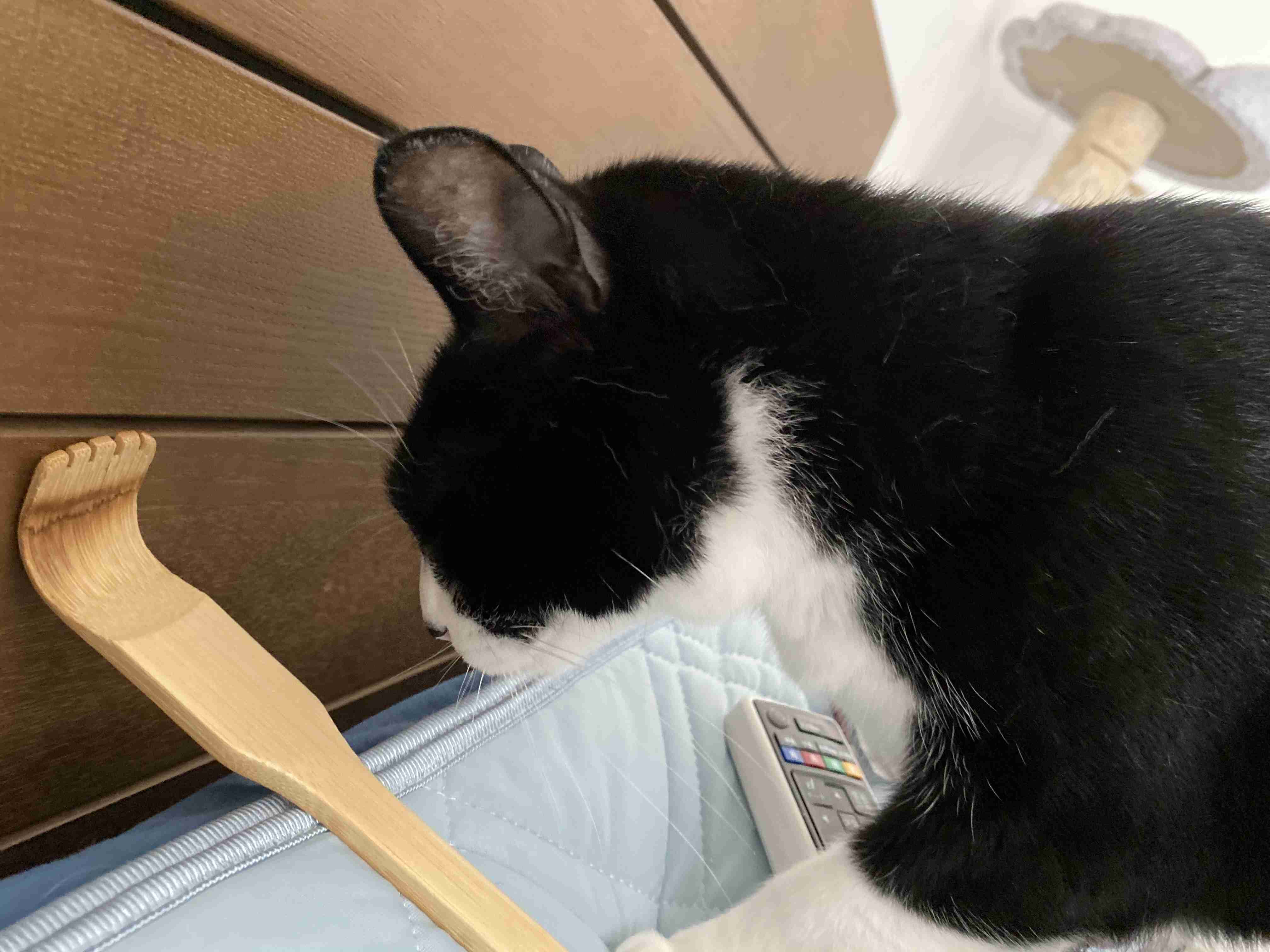 がるちゃん猫カフェ53号店 開店しました♪（初めての方も大歓迎!!）
