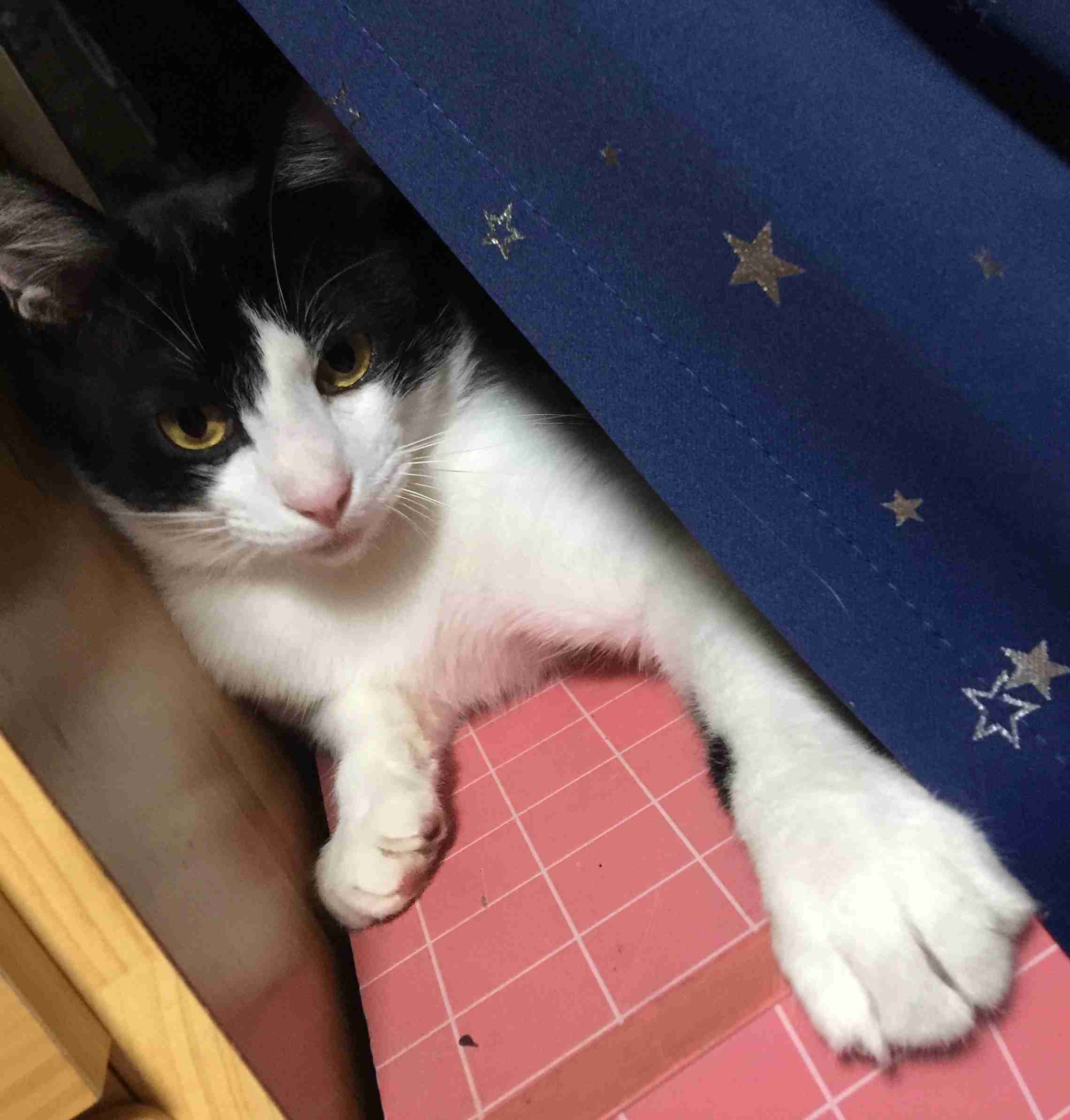 がるちゃん猫カフェ53号店 開店しました♪（初めての方も大歓迎!!）